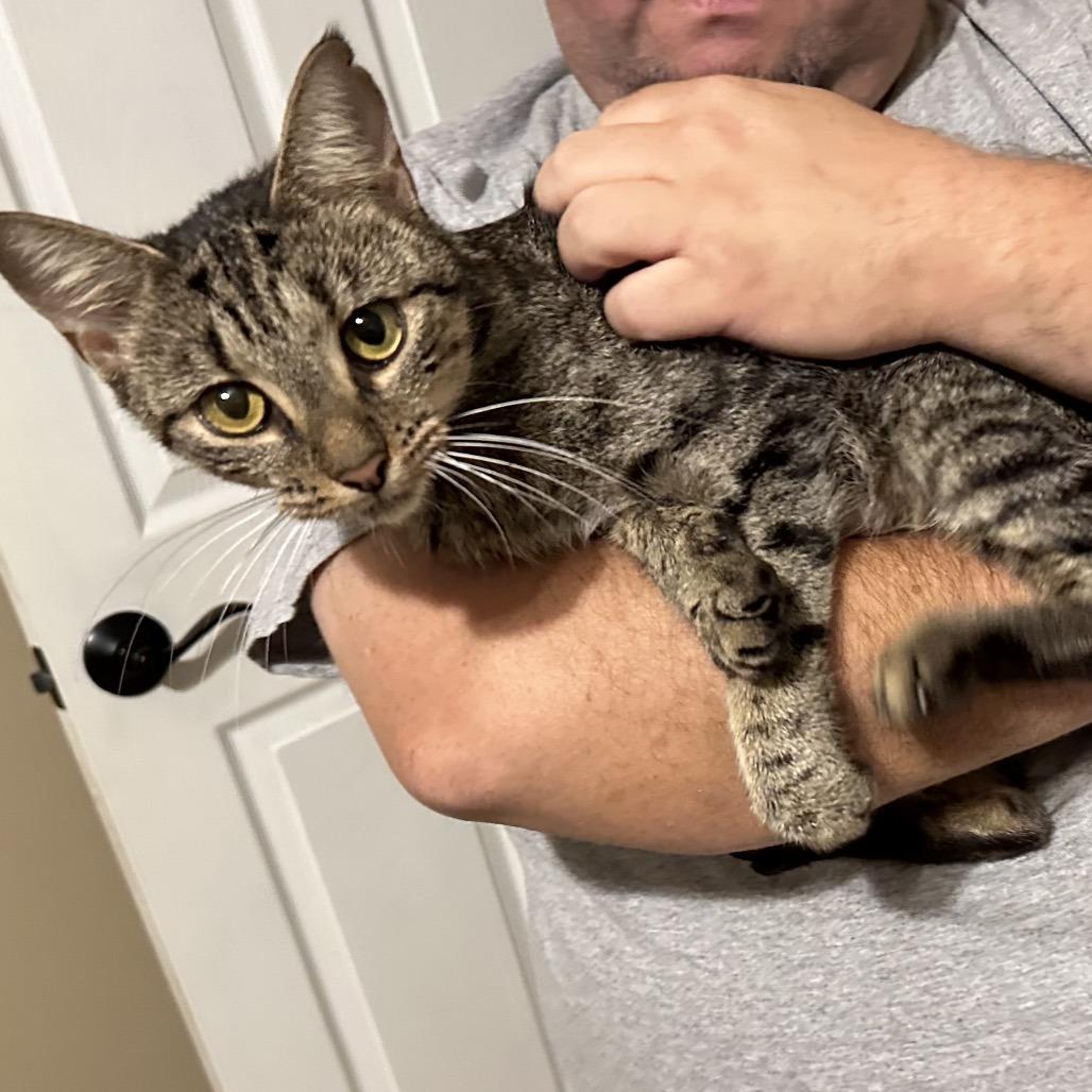 Enlarge Anne Marie (Morticia), a Adoptable Domestic Short Hair in Opelika, AL image 2/2