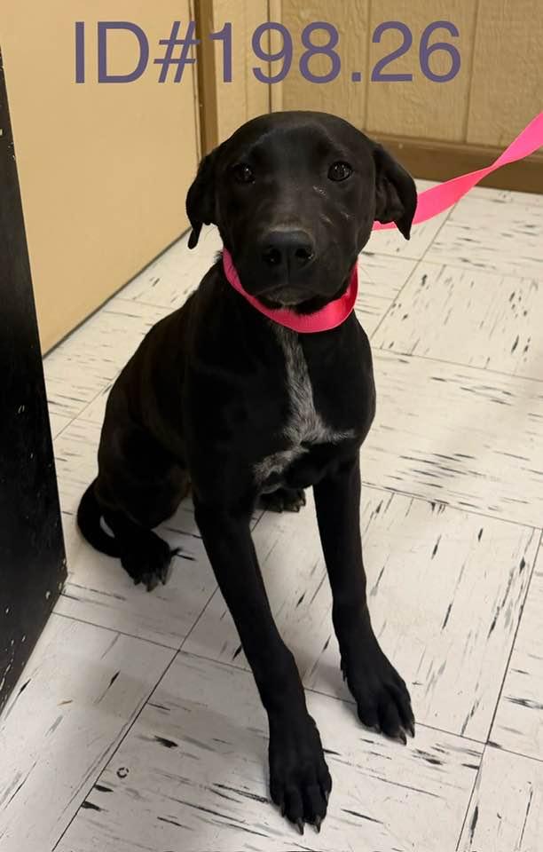 #198.26, adopted, Young Female Black Labrador Retriever.