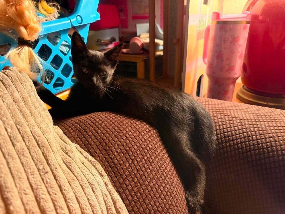 Jazz, Adoptable, Kitten Male Domestic Short Hair.