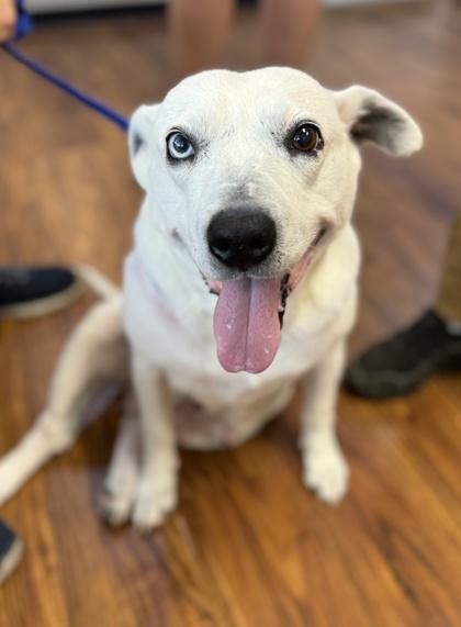Winnie, Adoptable, Senior Female Mixed Breed & Mixed Breed.