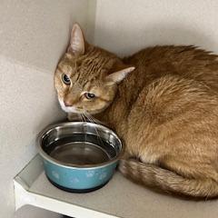 Scarlett, Adoptable, Adult Female Domestic Short Hair.