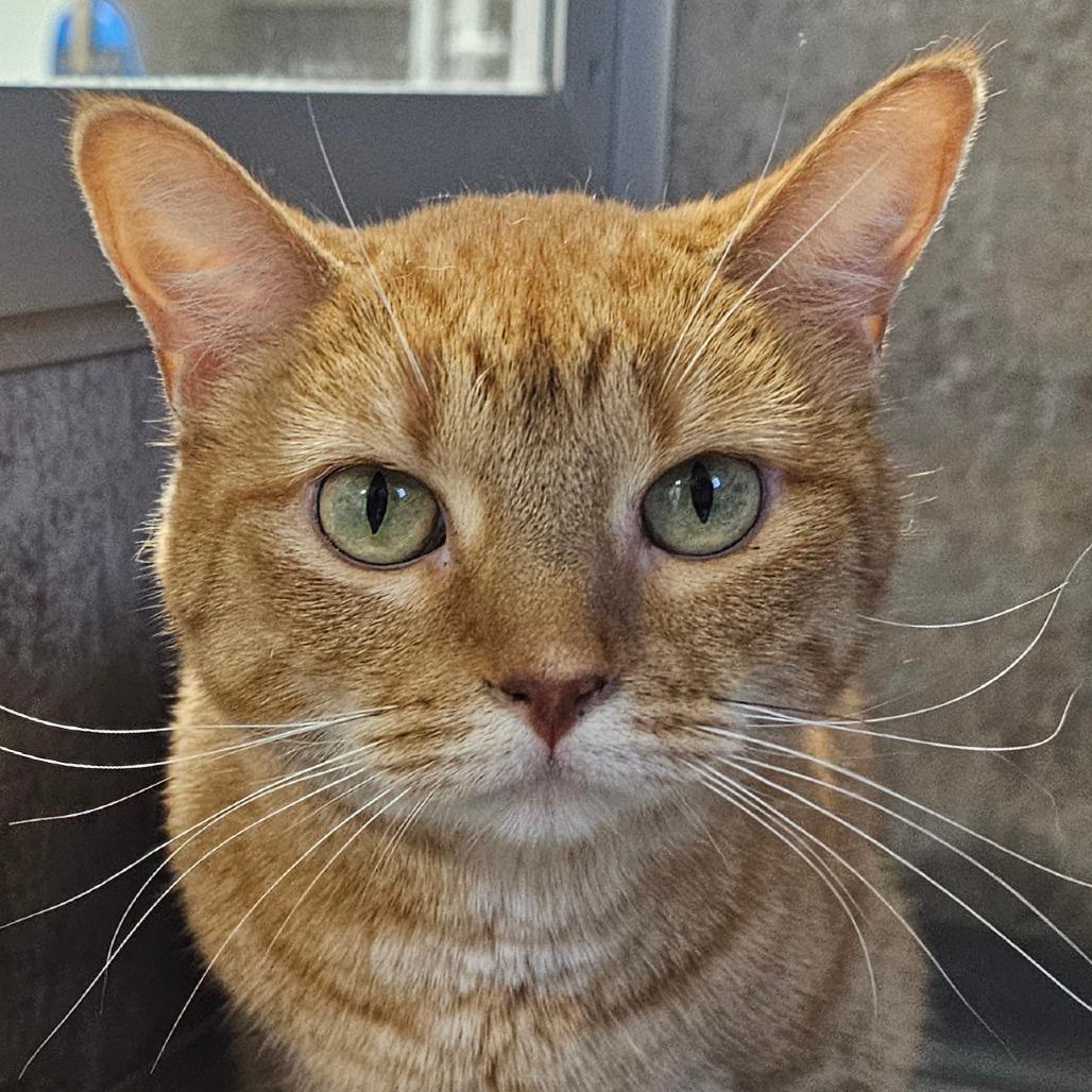 Enlarge Scarlett, a Adoptable mixed breed in Grinnell, IA image 2/6