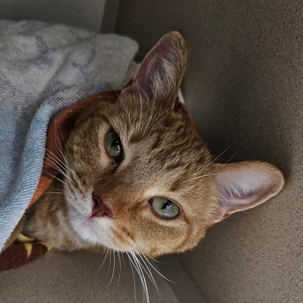 Enlarge Scarlett, a Adoptable mixed breed in Grinnell, IA image 4/6