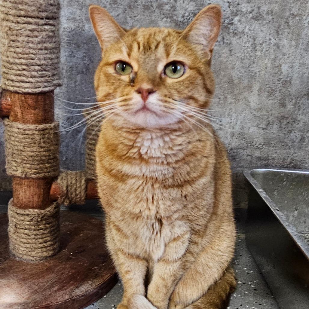 Enlarge Scarlett, a Adoptable mixed breed in Grinnell, IA image 5/6