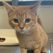Enlarge Scarlett, a Adoptable mixed breed in Grinnell, IA image 6/6