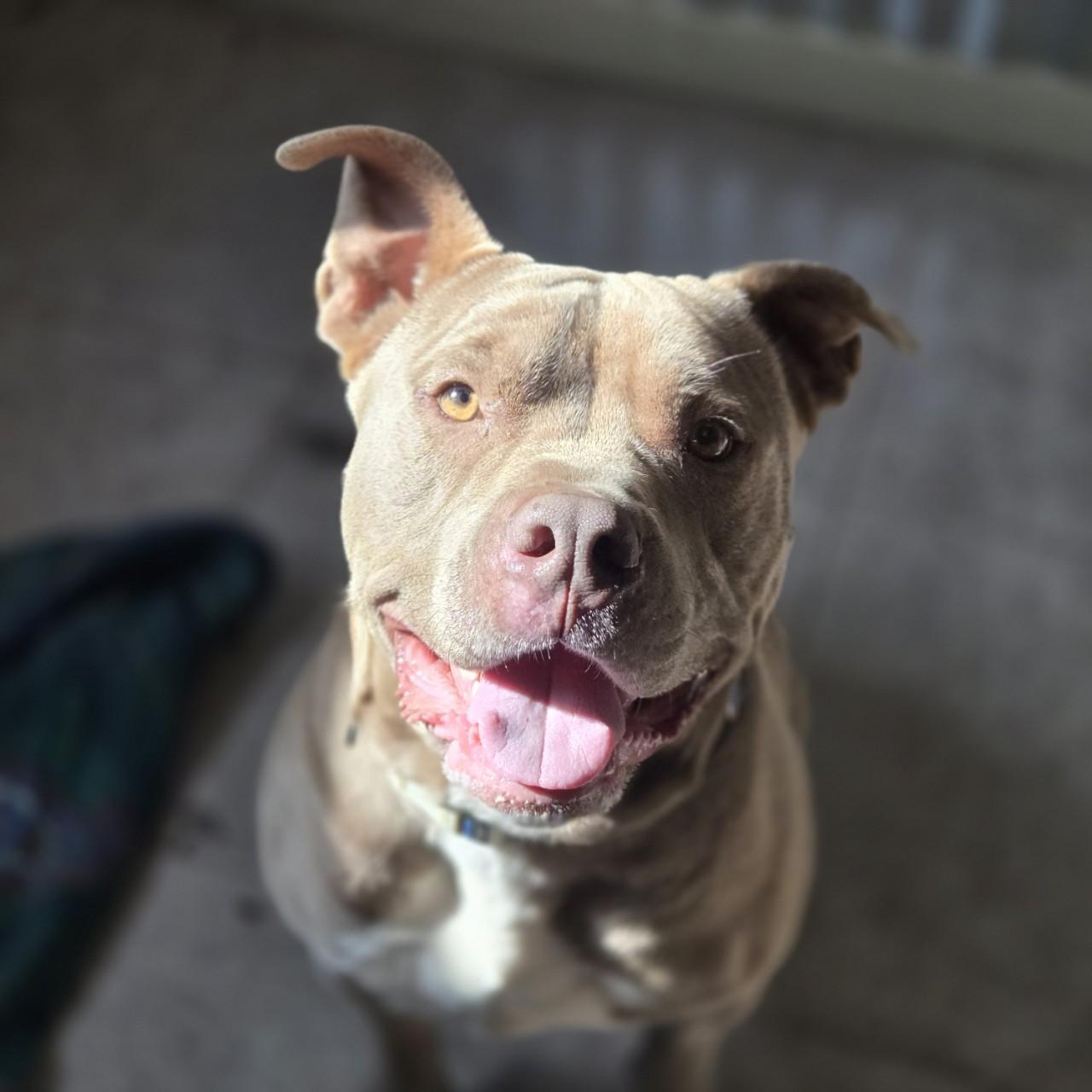 Gordo, ADOPTABLE, Adult Male Pit Bull Terrier.