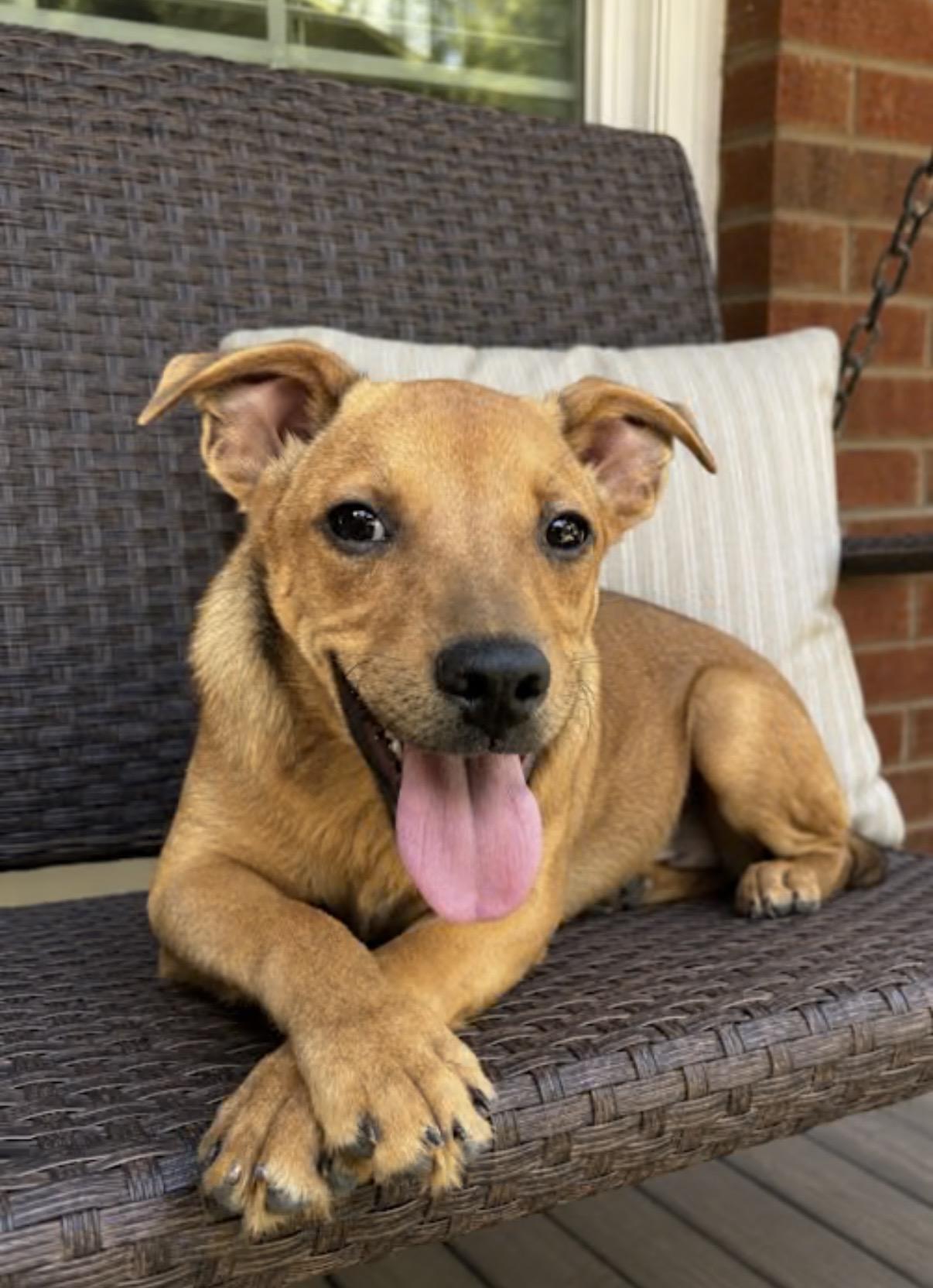 Peppa Mint, adopted, Puppy Female Boxer & Golden Retriever.