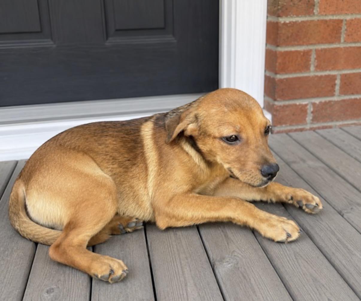 Enlarge Peppa Mint, an adopted mixed breed in Watertown, CT image 2/2