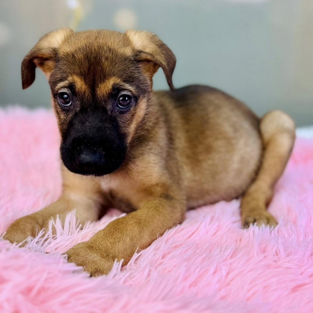 Noel — thumbnail 2