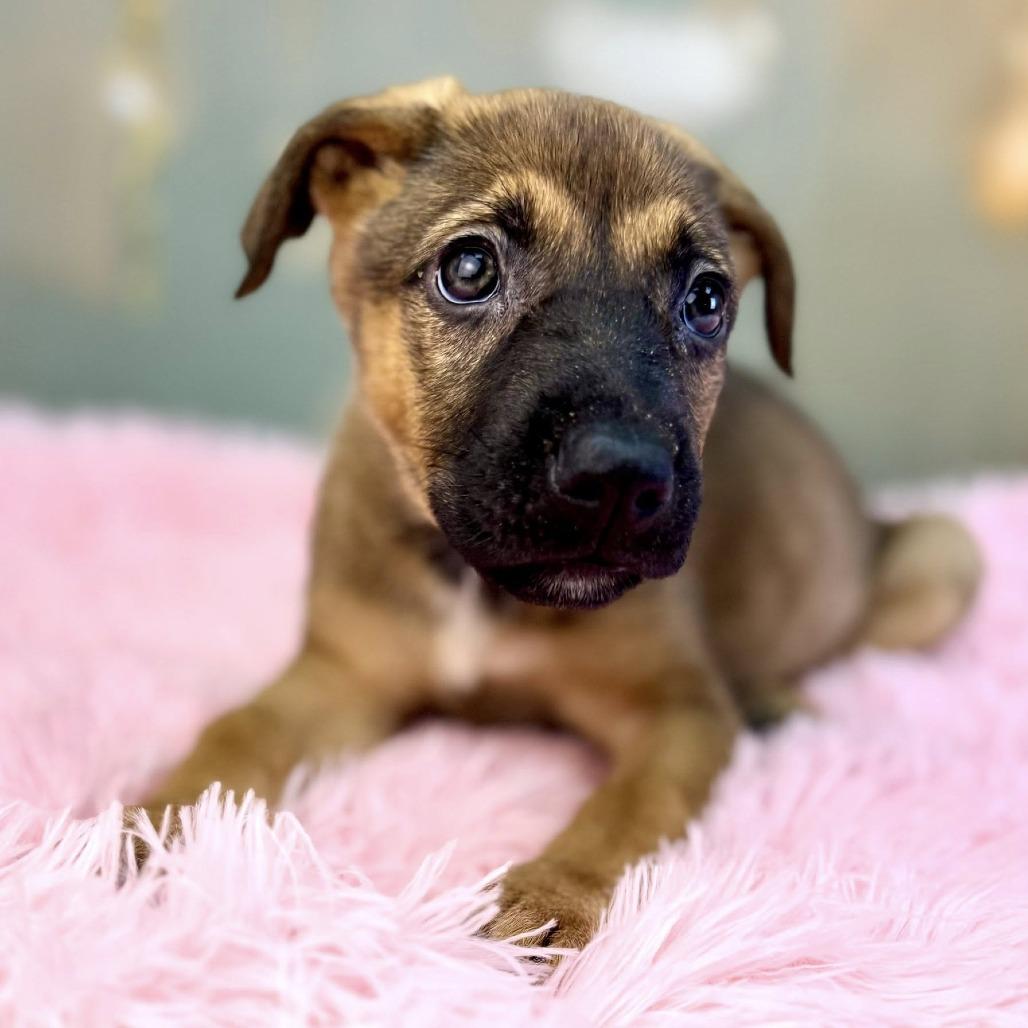 Noel — thumbnail 4