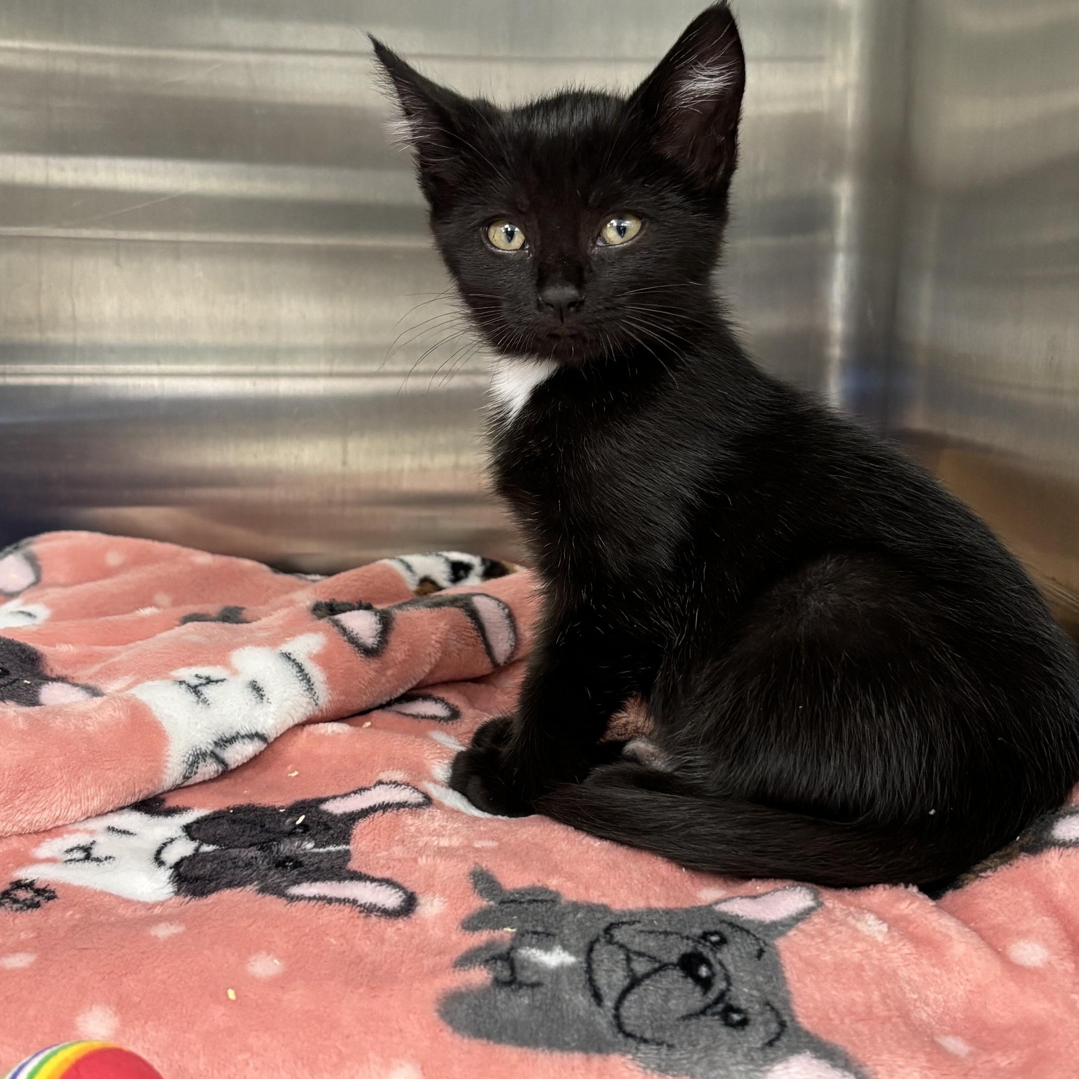 Enlarge Ichabod, a Adoptable Domestic Short Hair in Cleveland, OH image 1/2