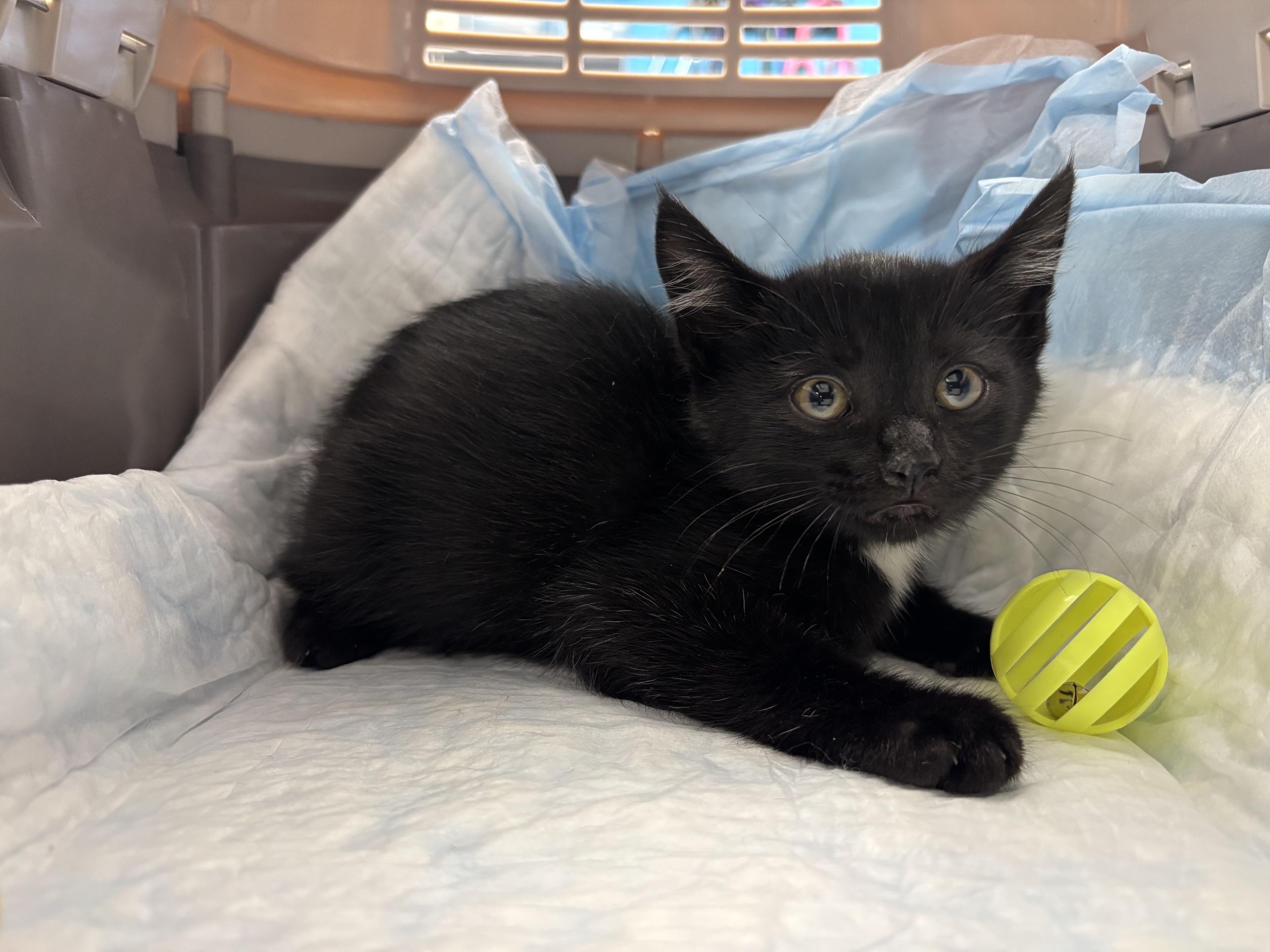 Enlarge Ichabod, a Adoptable Domestic Short Hair in Cleveland, OH image 2/2