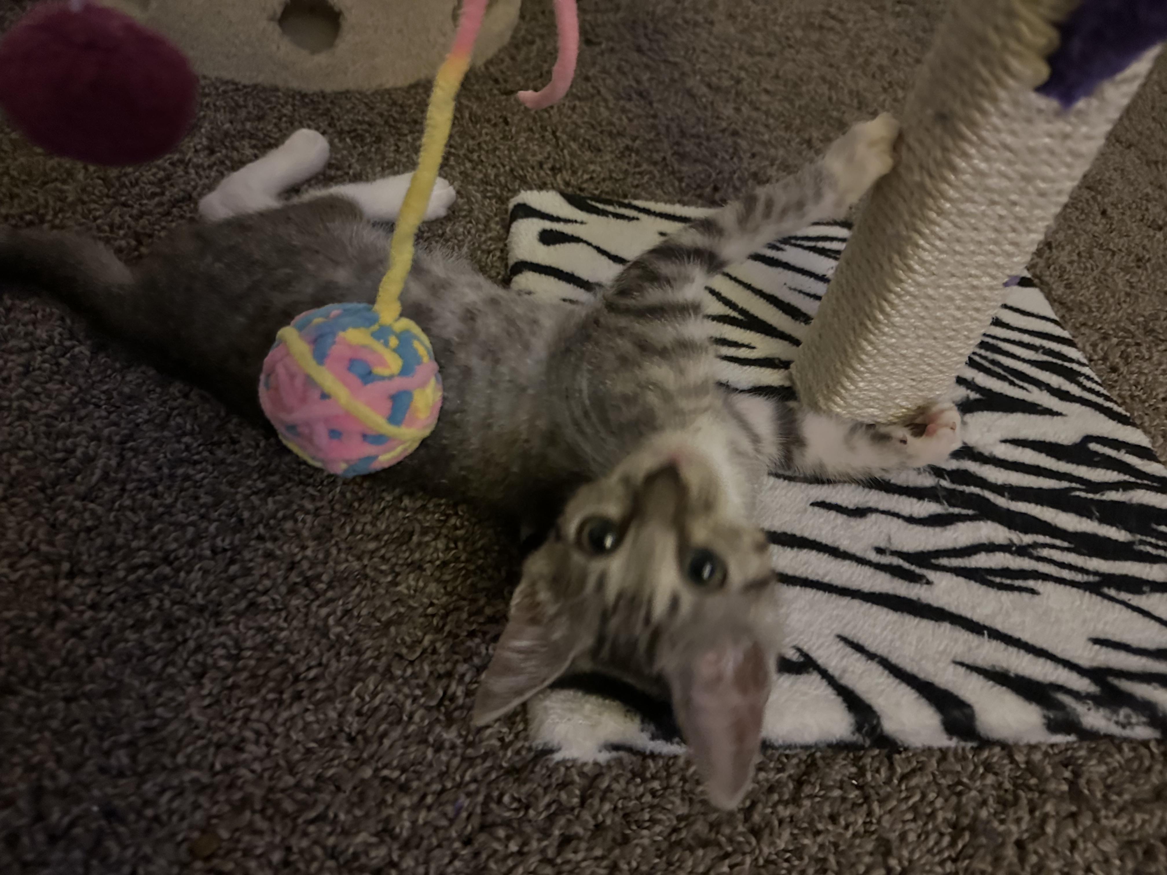 Simone, a Adoptable Tabby in Wimauma, FL image 4/6