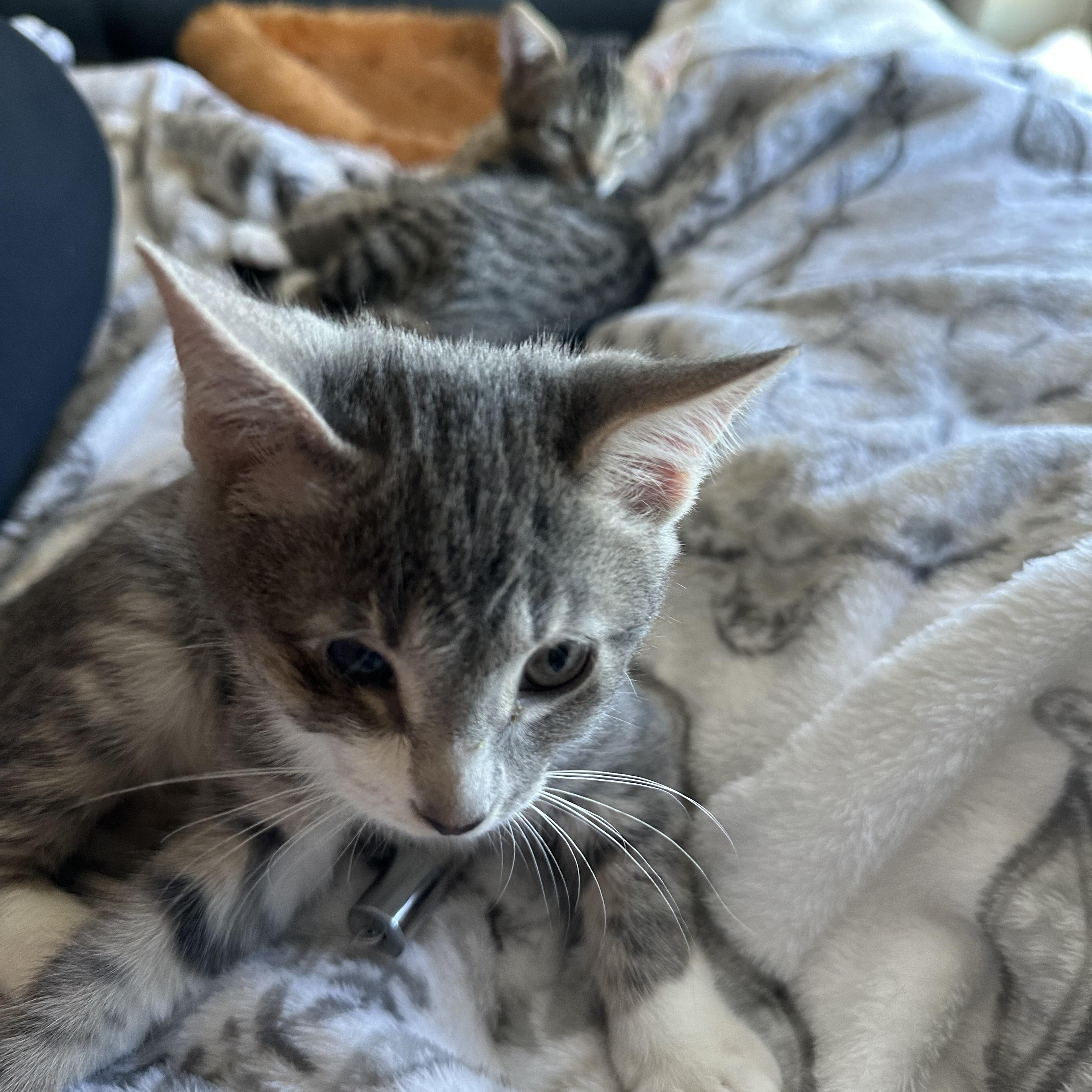 Simone, a Adoptable Tabby in Wimauma, FL image 1/6