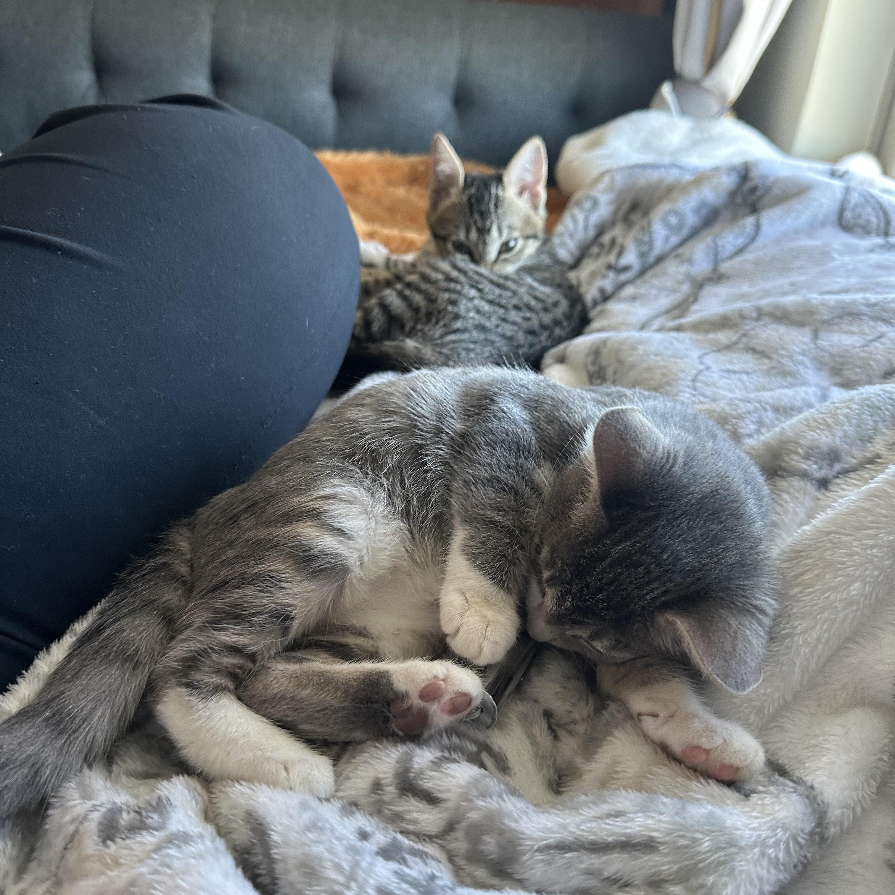 Simone, a Adoptable Tabby in Wimauma, FL image 2/6