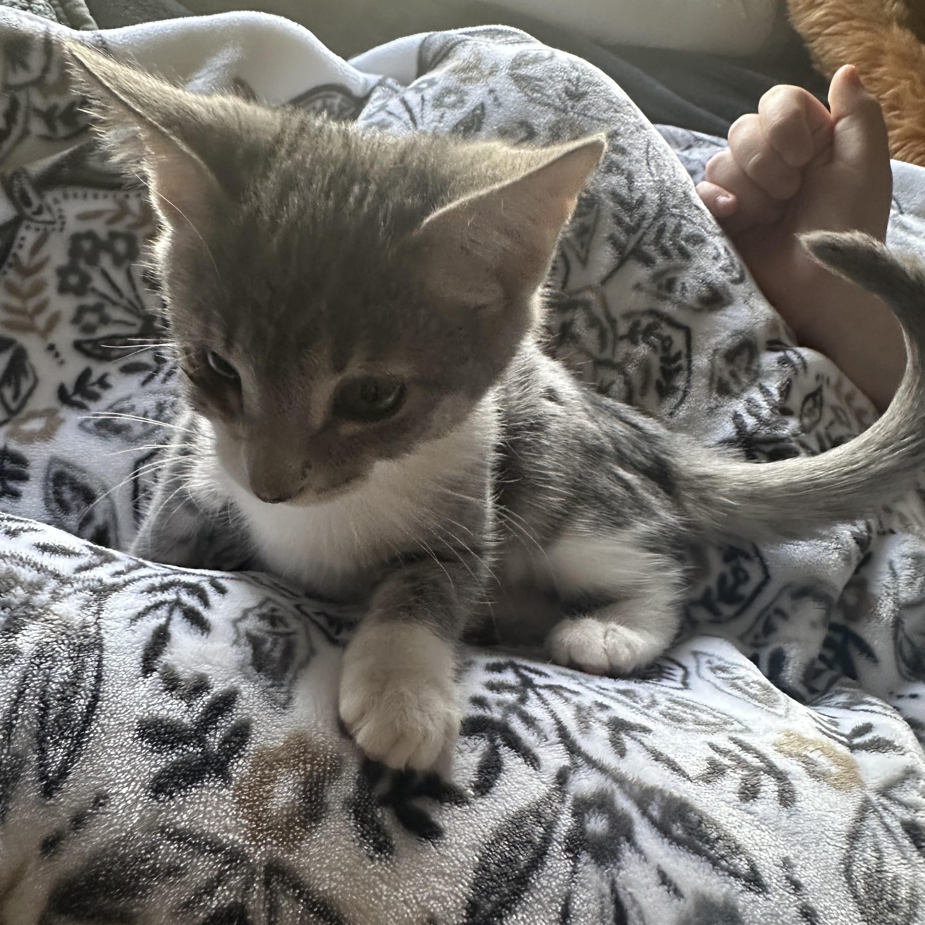 Simone, a Adoptable Tabby in Wimauma, FL image 5/6