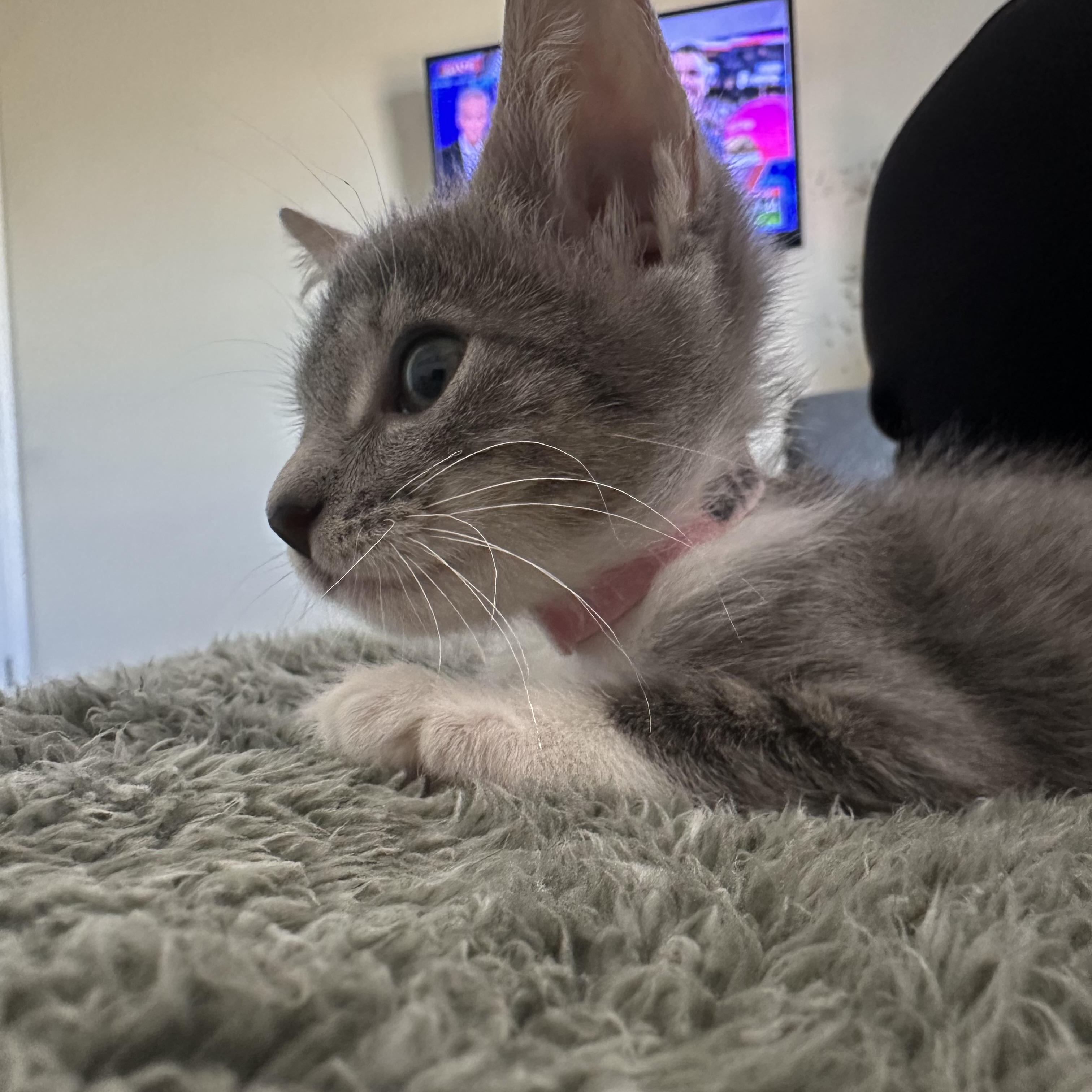 Simone, a Adoptable Tabby in Wimauma, FL image 6/6