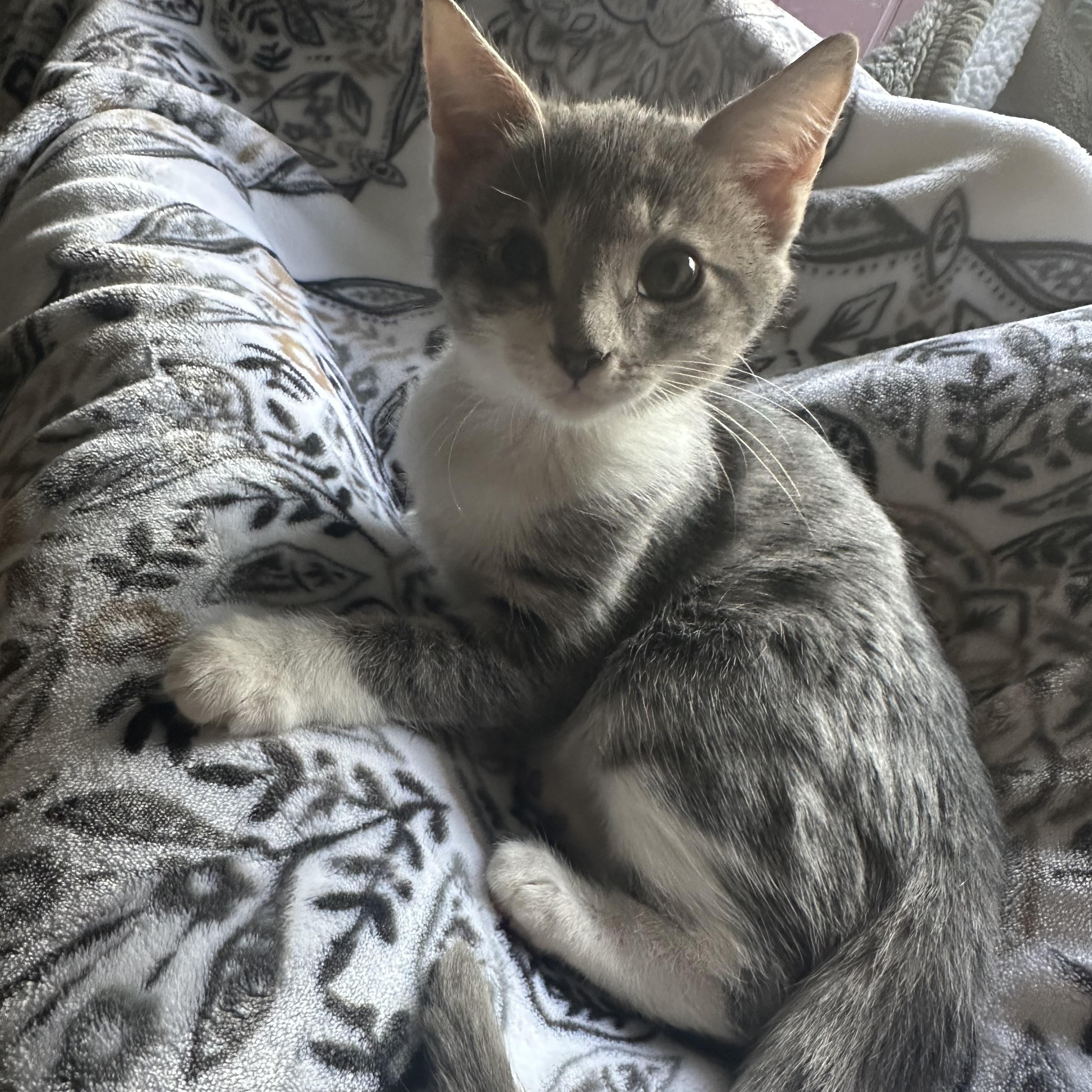 Simone, a Adoptable Tabby in Wimauma, FL image 3/6