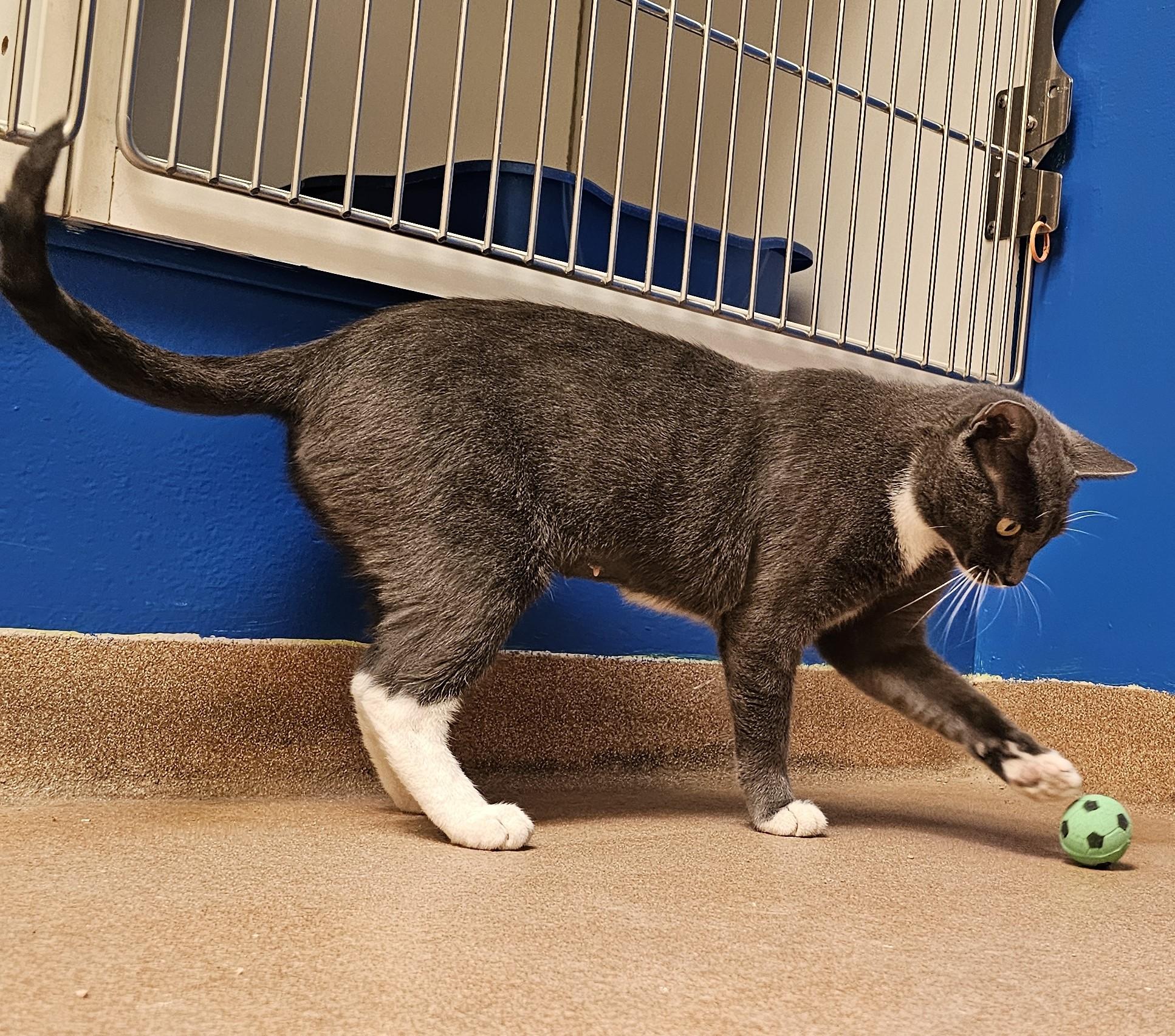 Enlarge Mama Labubu, a Adopted Domestic Short Hair in Norwalk, CT image 4/4