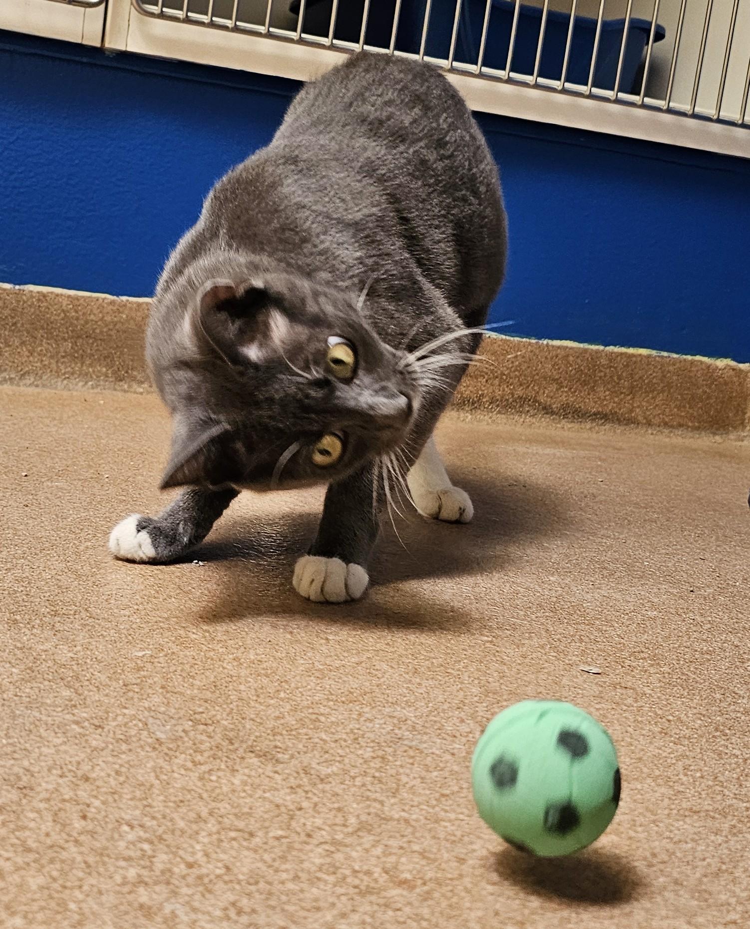 Enlarge Mama Labubu, a Adopted Domestic Short Hair in Norwalk, CT image 3/4