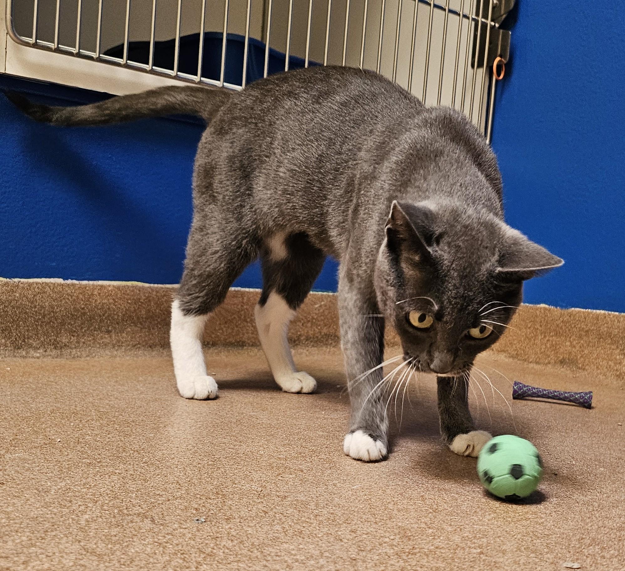 Enlarge Mama Labubu, a Adopted Domestic Short Hair in Norwalk, CT image 2/4
