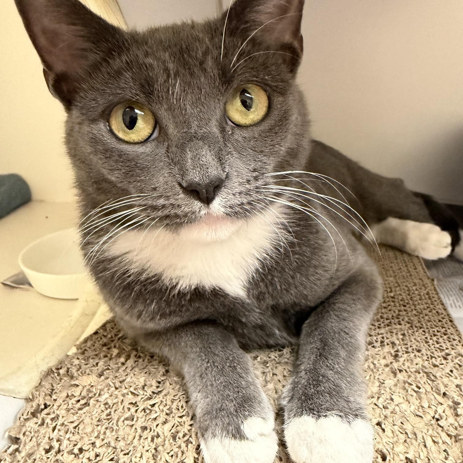 Enlarge Mama Labubu, a Adopted Domestic Short Hair in Norwalk, CT image 1/4