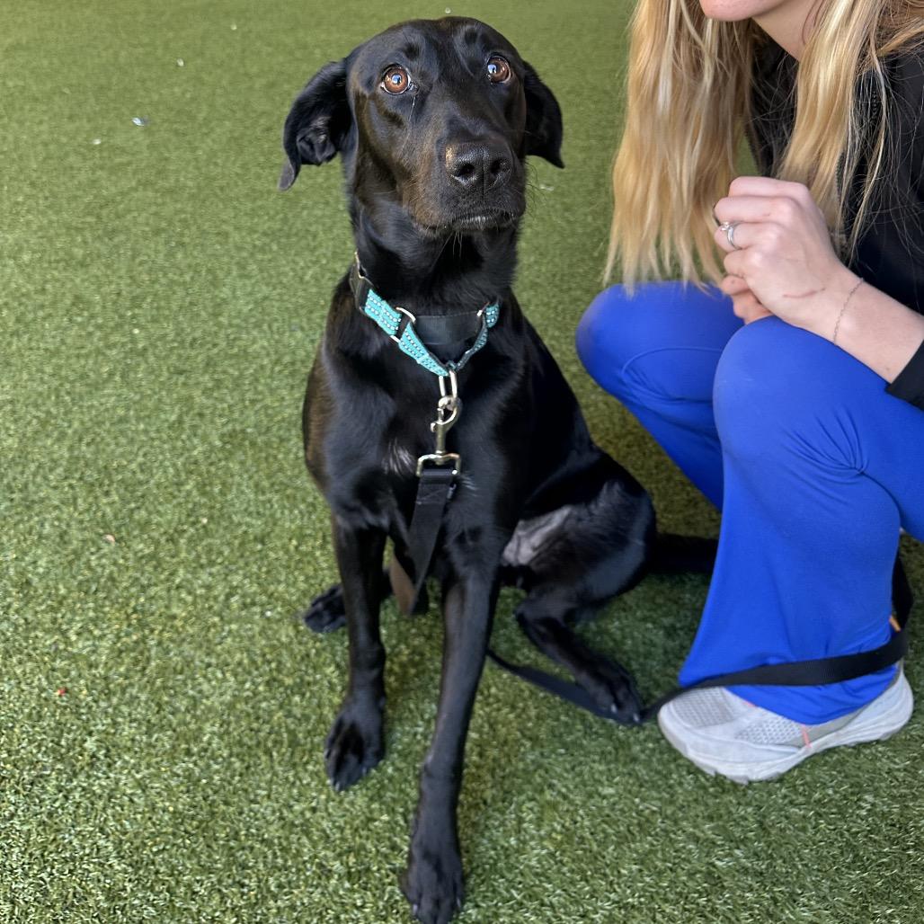 May, Adoptable, Young Female Black Labrador Retriever & Mixed Breed.