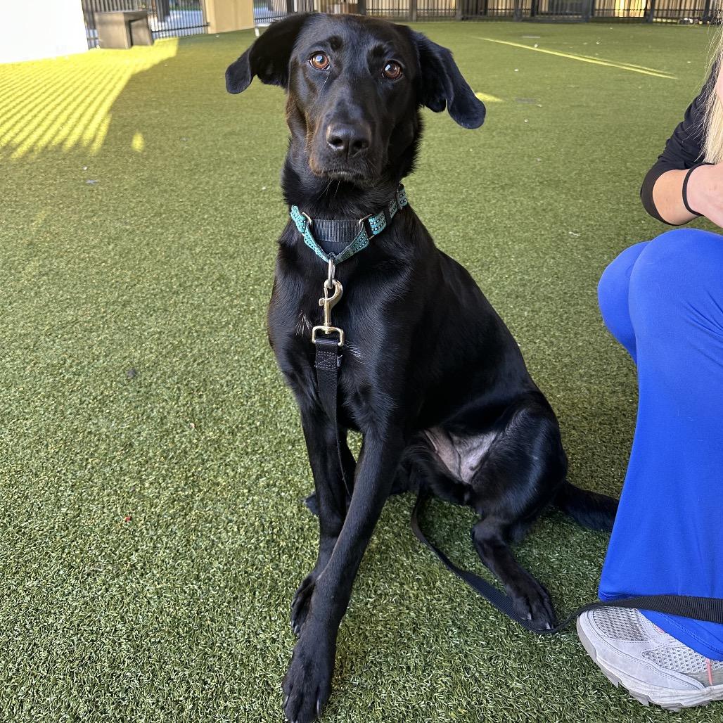 Enlarge May, a Adoptable mixed breed in West Palm Beach, FL image 2/3