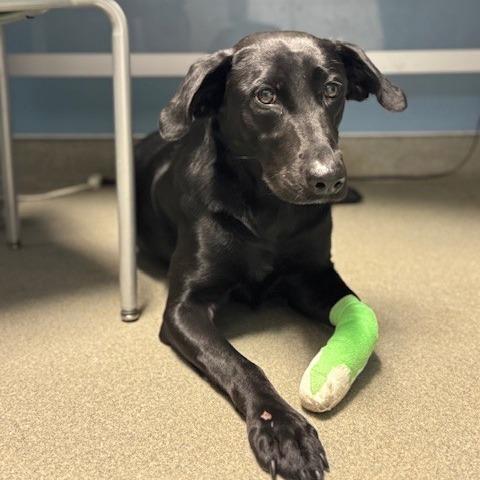 Enlarge May, a Adoptable mixed breed in West Palm Beach, FL image 3/3