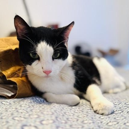 Mix & Match, a Adoptable Domestic Short Hair in Boston, MA image 5/6