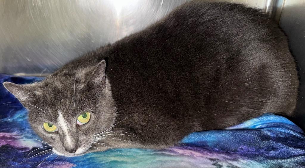 Enlarge Monday, a Adoptable mixed breed in Olean, NY image 1/1