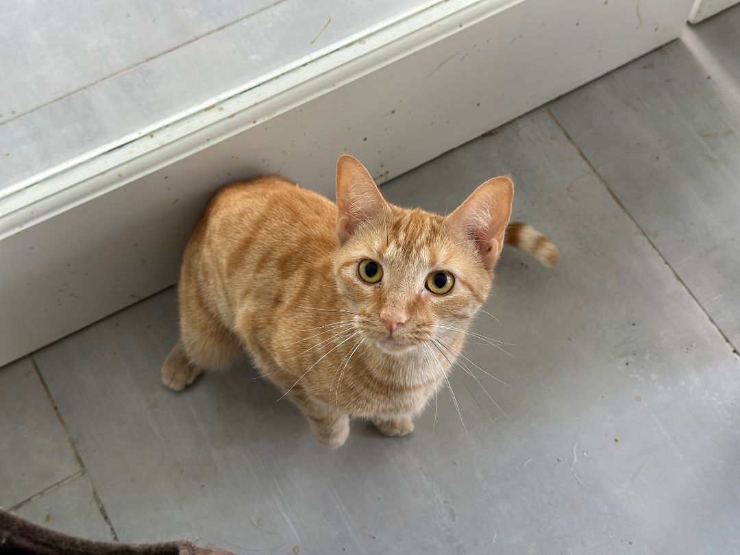 Enlarge Robin, a Adoptable Domestic Short Hair in Apex, NC image 1/1