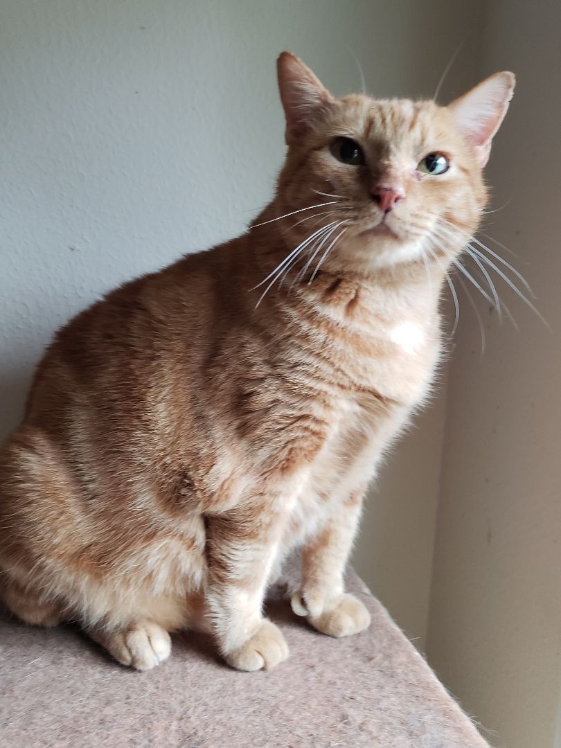 Lucky , a Adoptable Domestic Short Hair in Houston, TX image 1/10