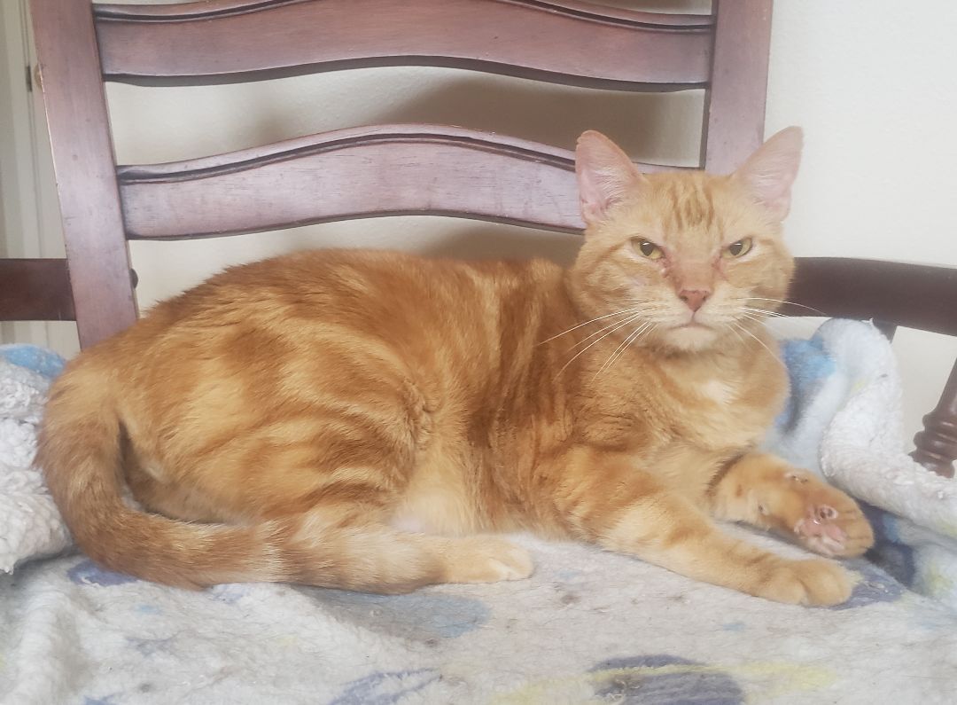 Lucky , a Adoptable Domestic Short Hair in Houston, TX image 2/10