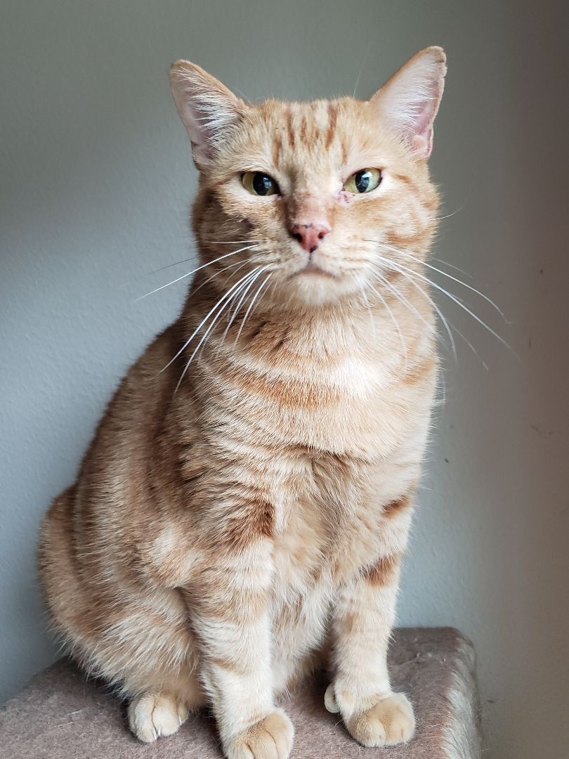 Lucky , a Adoptable Domestic Short Hair in Houston, TX image 4/10