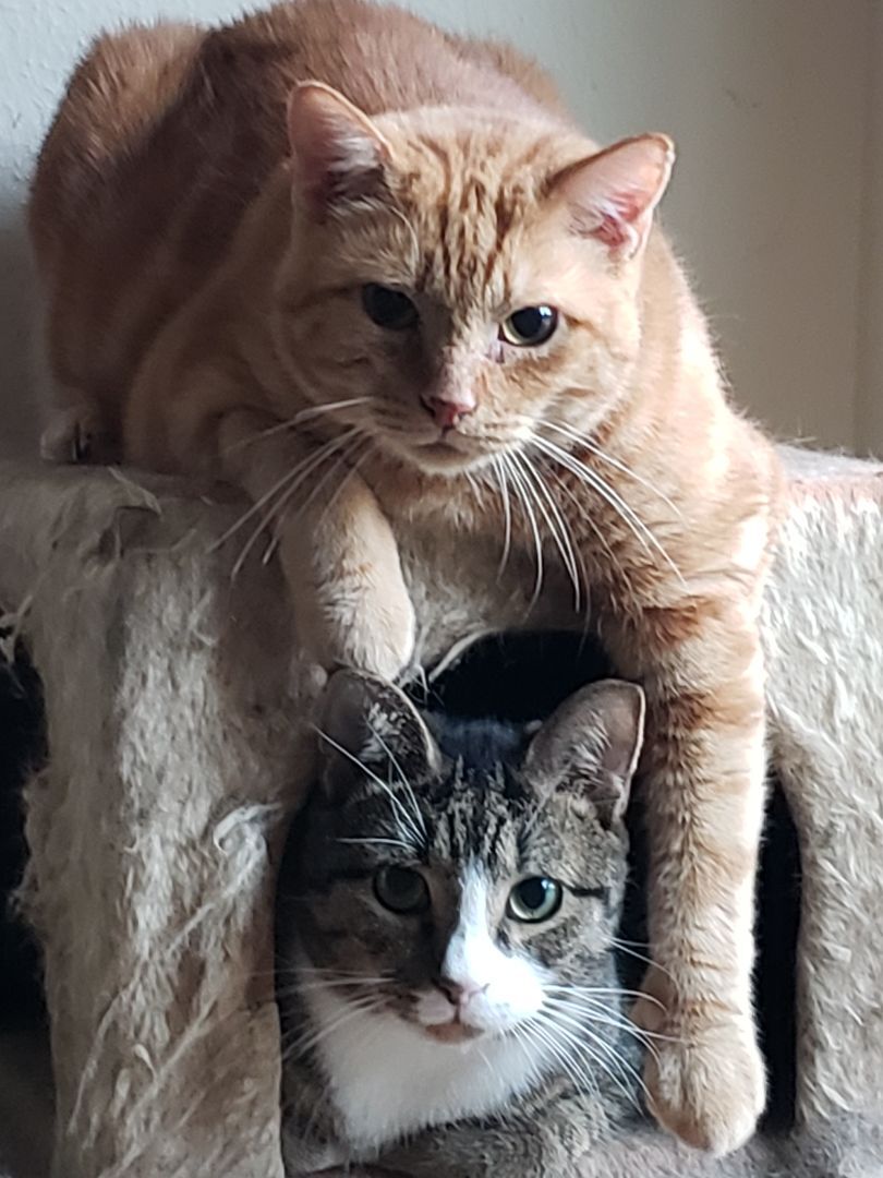 Lucky , a Adoptable Domestic Short Hair in Houston, TX image 5/10