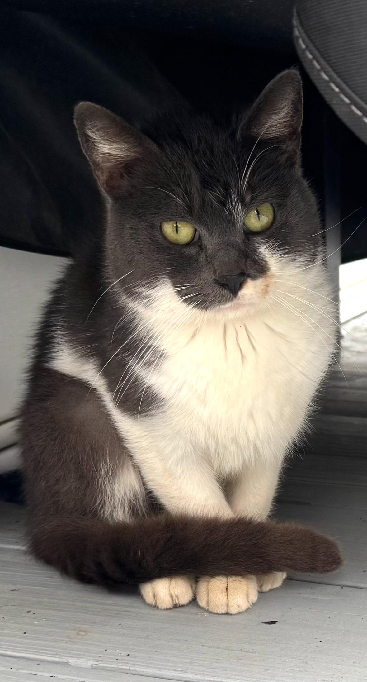 Enlarge Fernando, a ADOPTABLE Domestic Medium Hair in Floyd, VA image 1/1