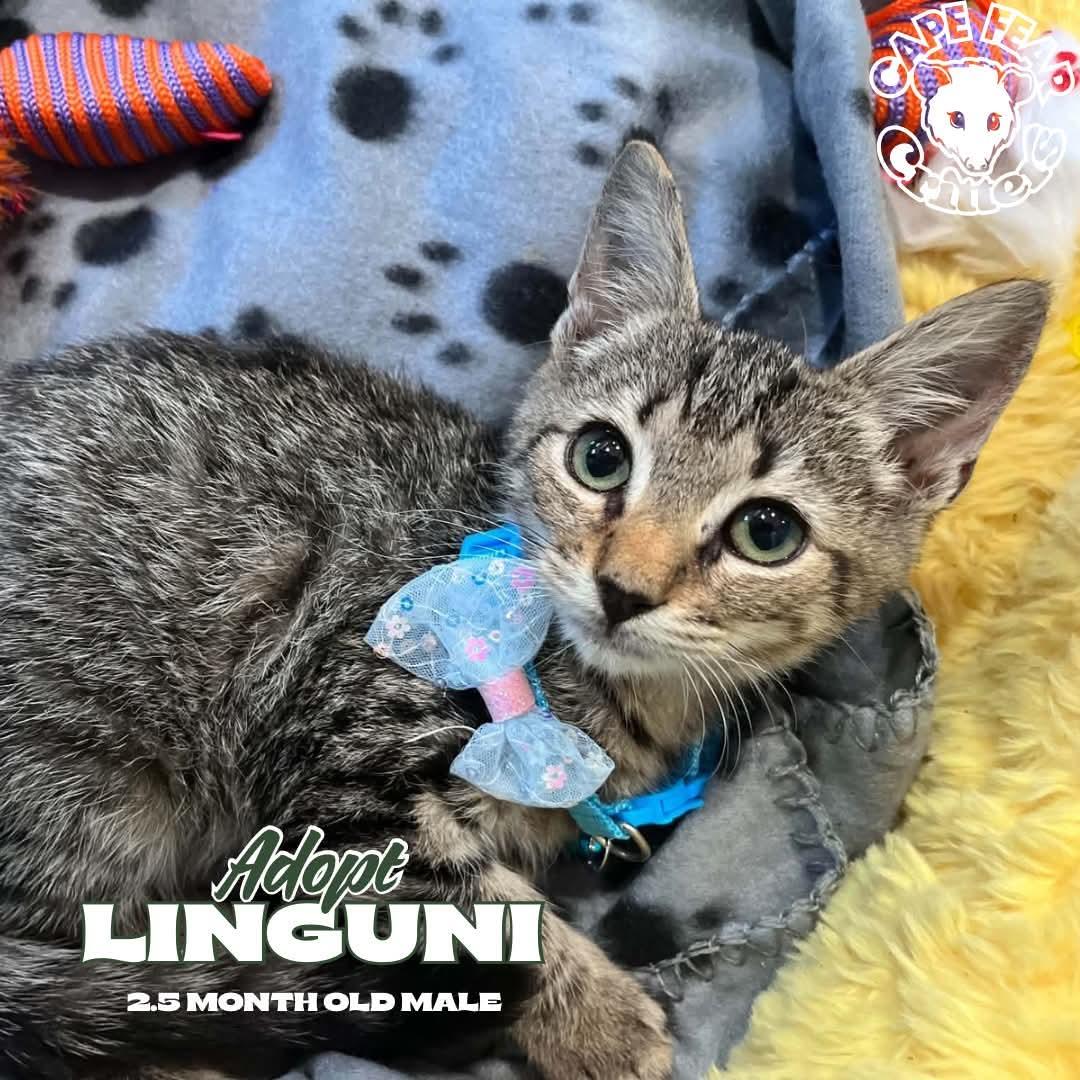 Linguni, Adoptable, Kitten Male Domestic Short Hair.