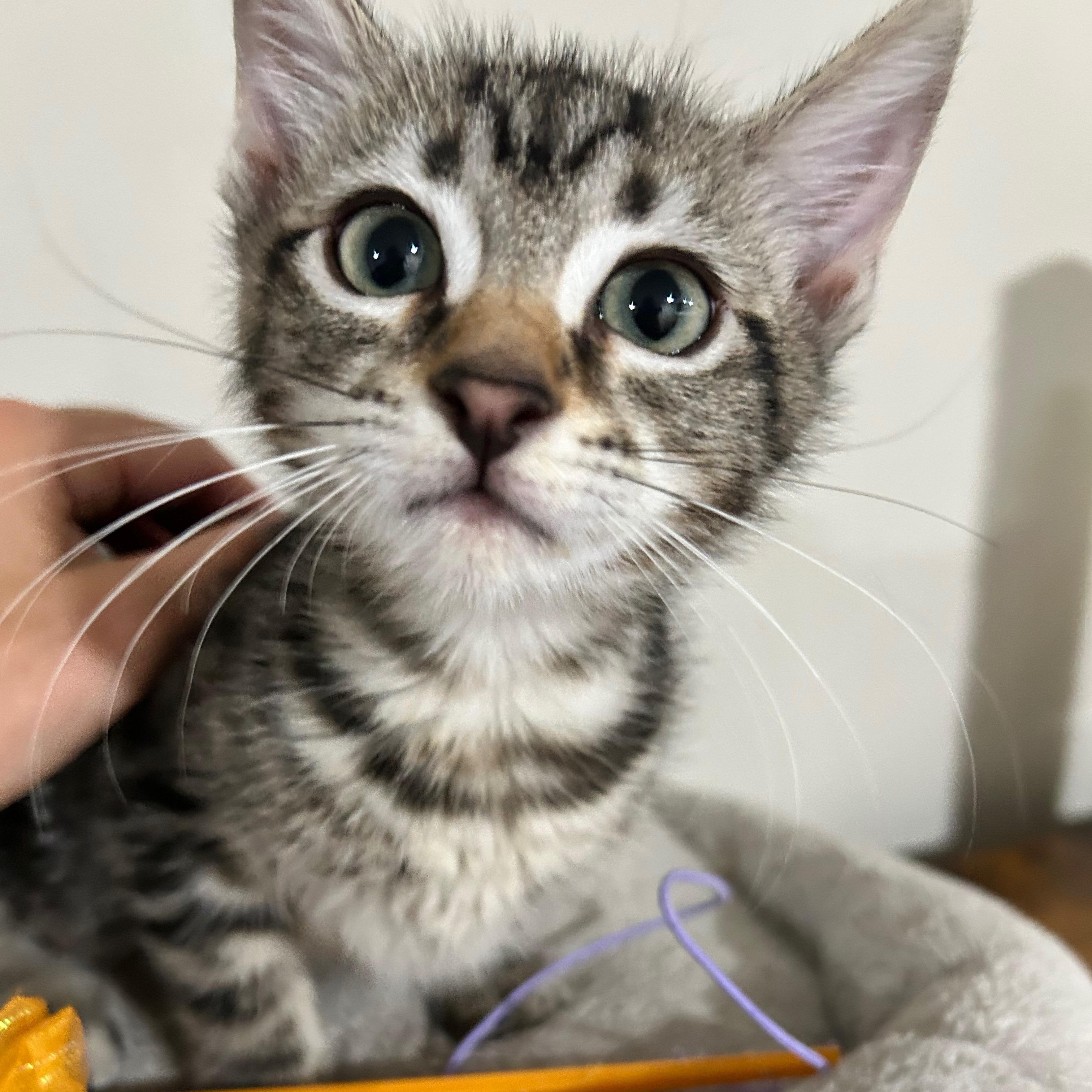 Sephora - The Glam Group