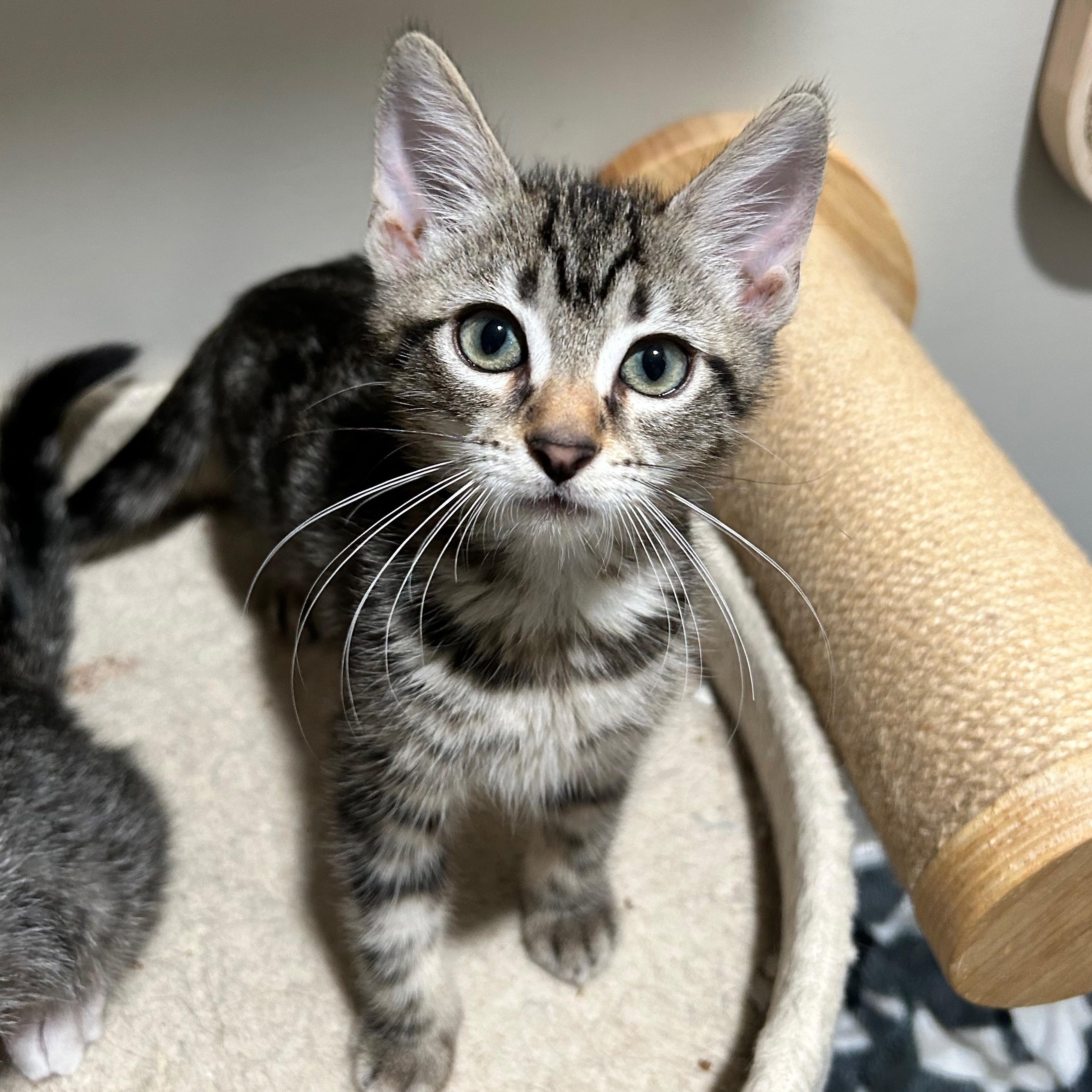 Sephora - The Glam Group