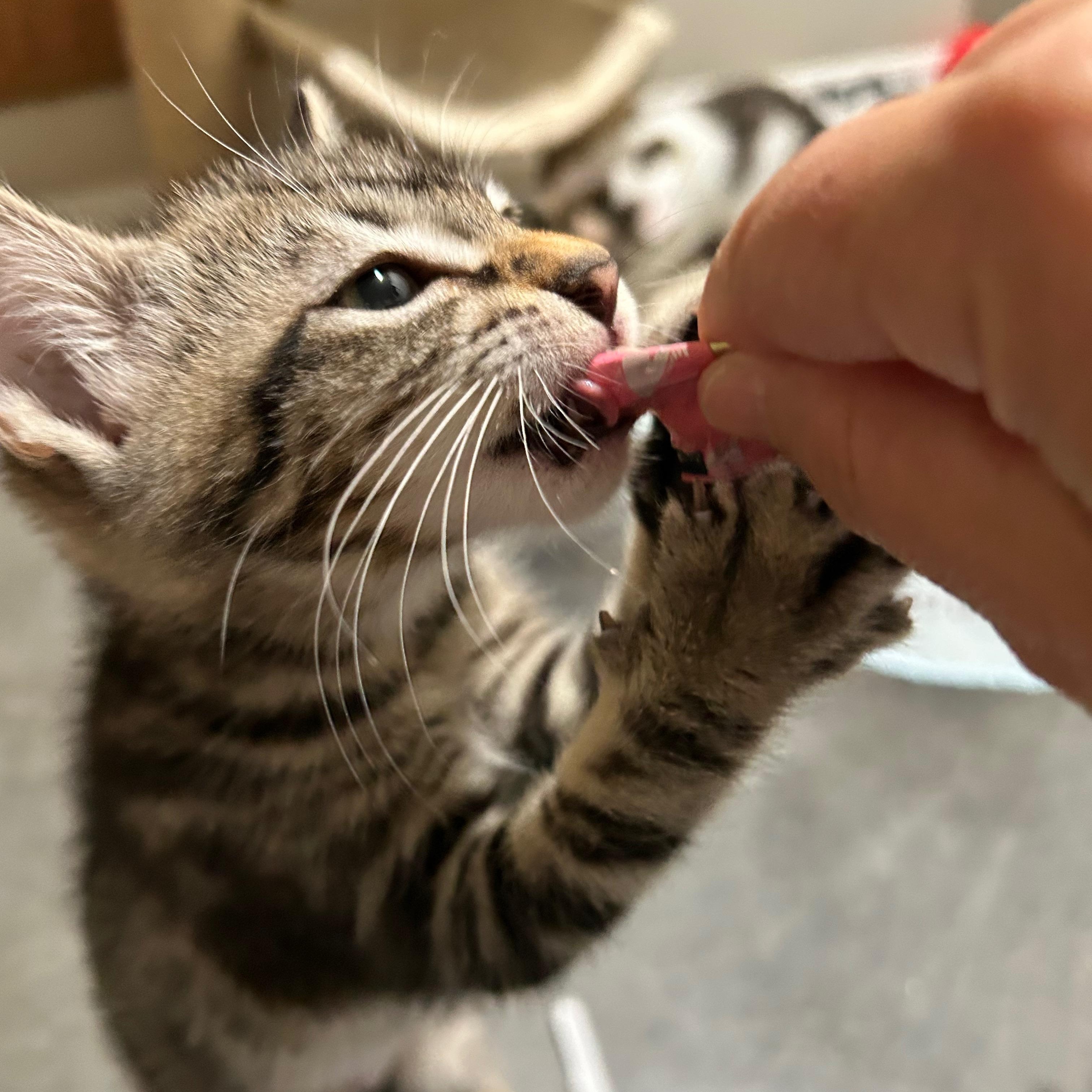 Sephora - The Glam Group