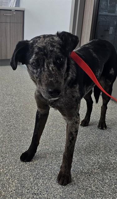 MAGNOLIA, Adoptable, Young Female Catahoula Leopard Dog & Mixed Breed.