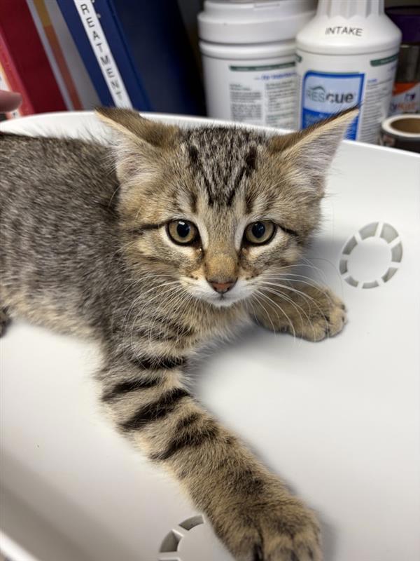 Cricket, Adoptable, Kitten Male Domestic Short Hair.