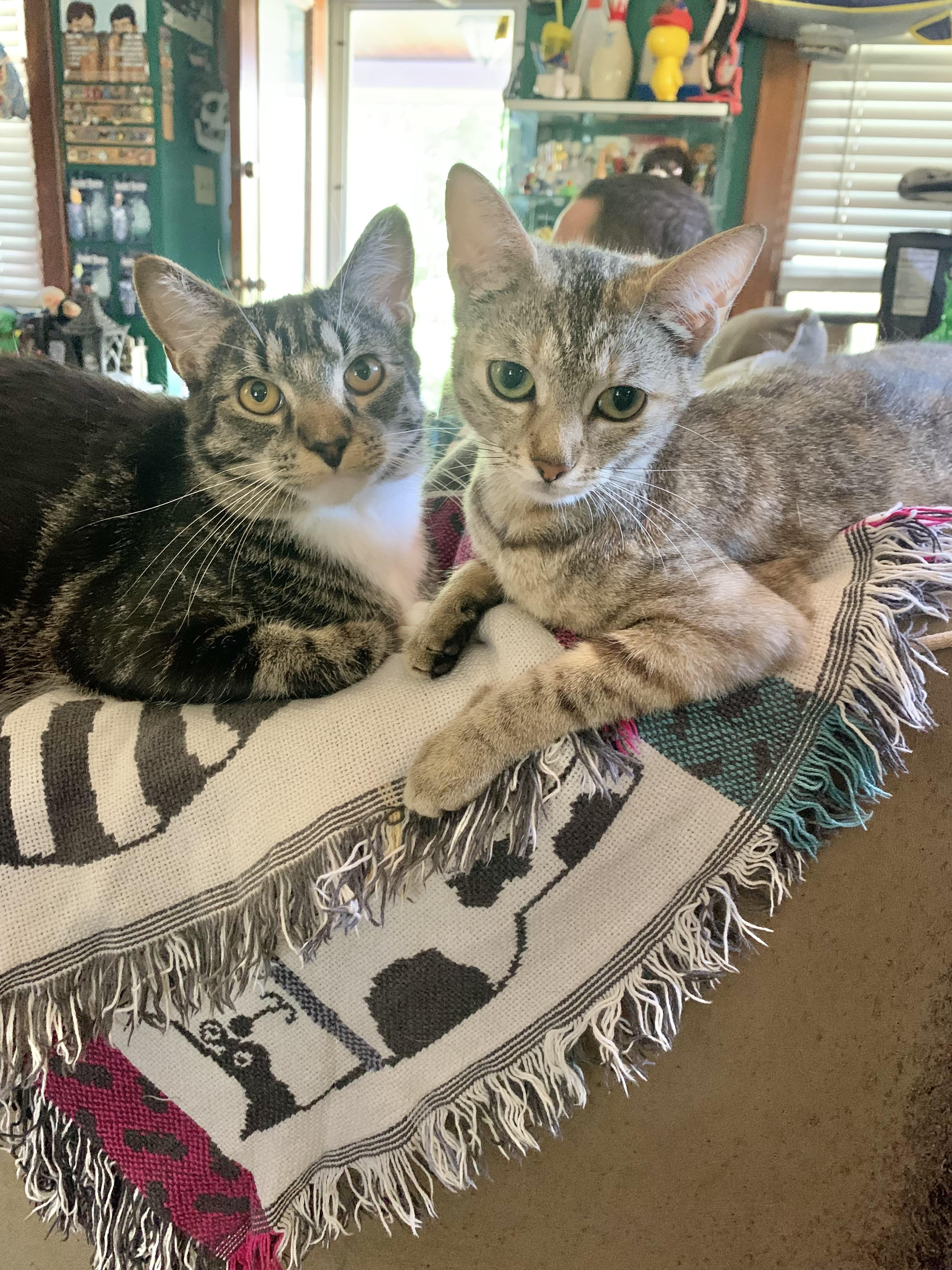 Arya & Winston (bonded pair), a ADOPTABLE mixed breed in Cleveland, OH image 3/6