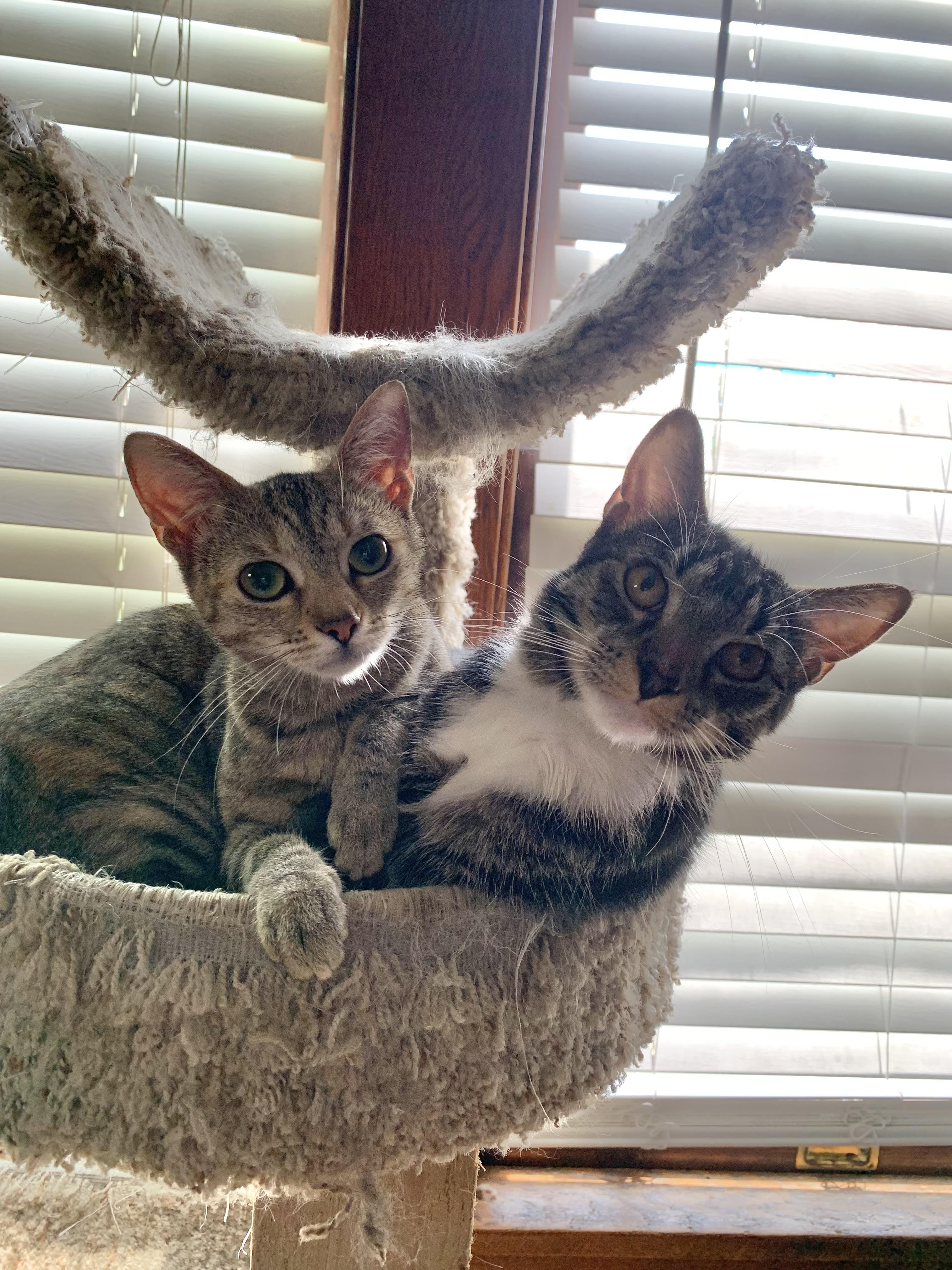 Arya & Winston (bonded pair), ADOPTABLE, Young Male Domestic Short Hair.