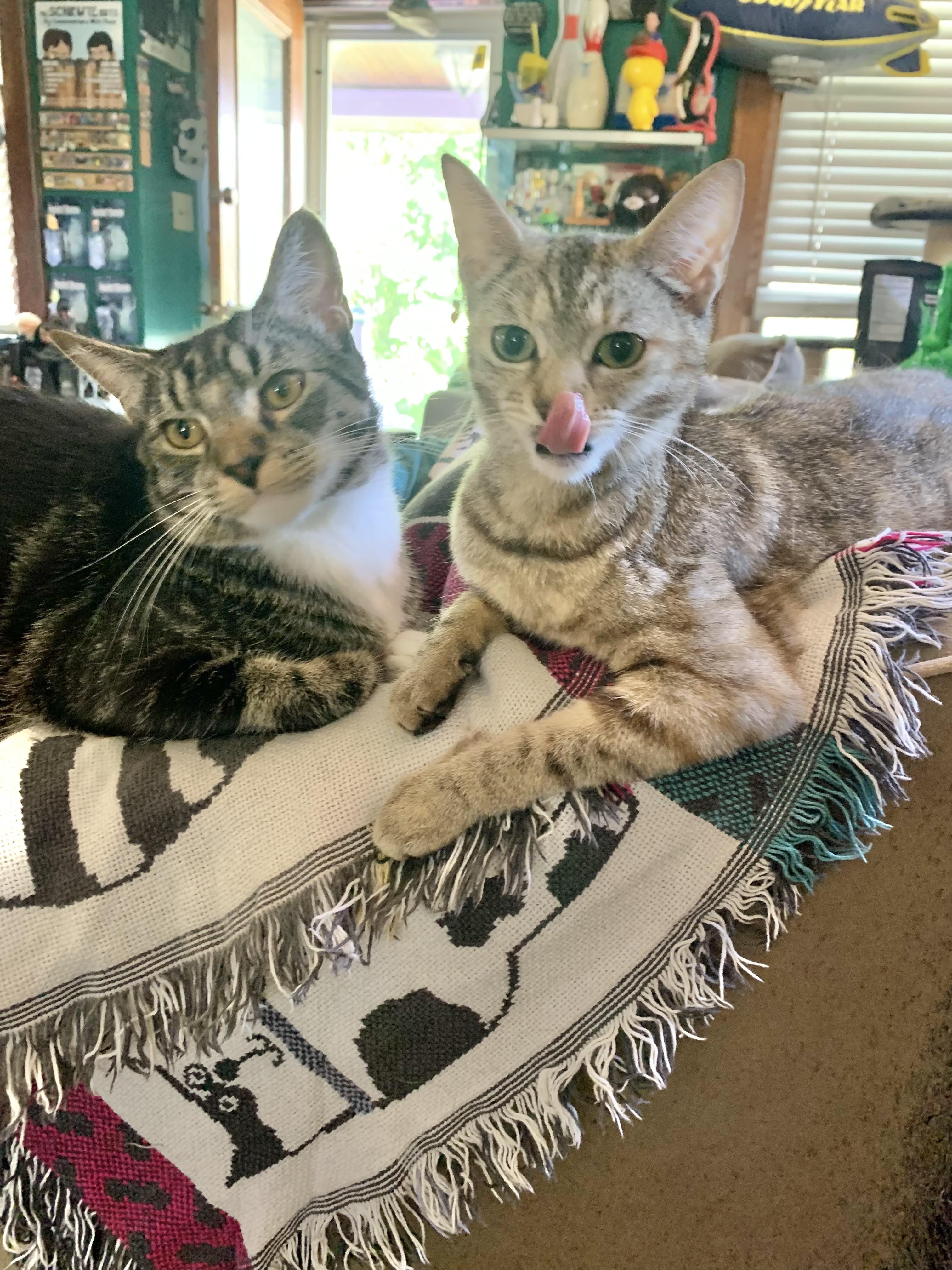 Arya & Winston (bonded pair), a ADOPTABLE mixed breed in Cleveland, OH image 2/6