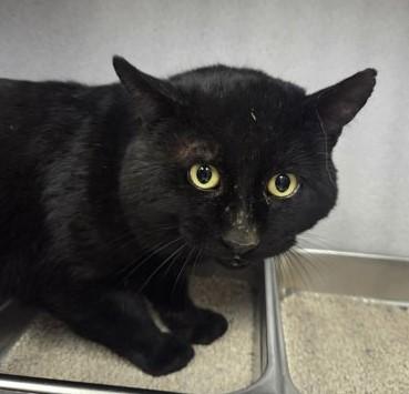 Enlarge Meowstro, an adopted mixed breed in Canon City, CO image 1/1