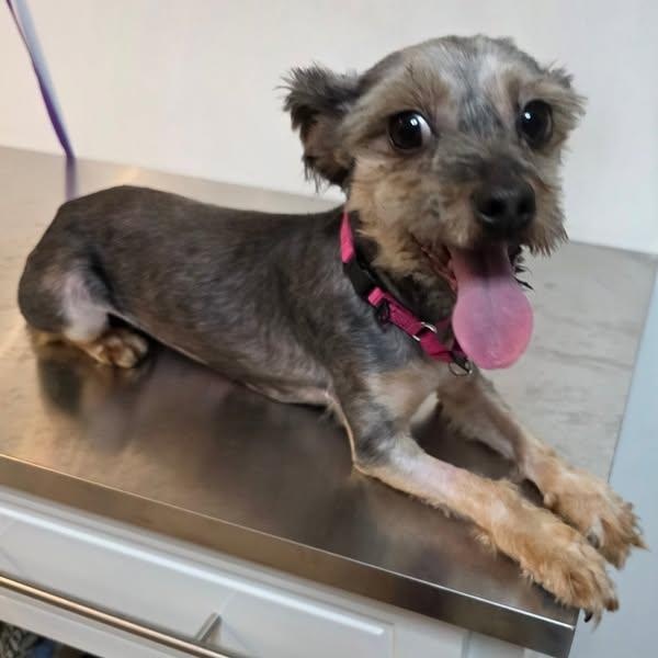 Odie, Adult Female unknown