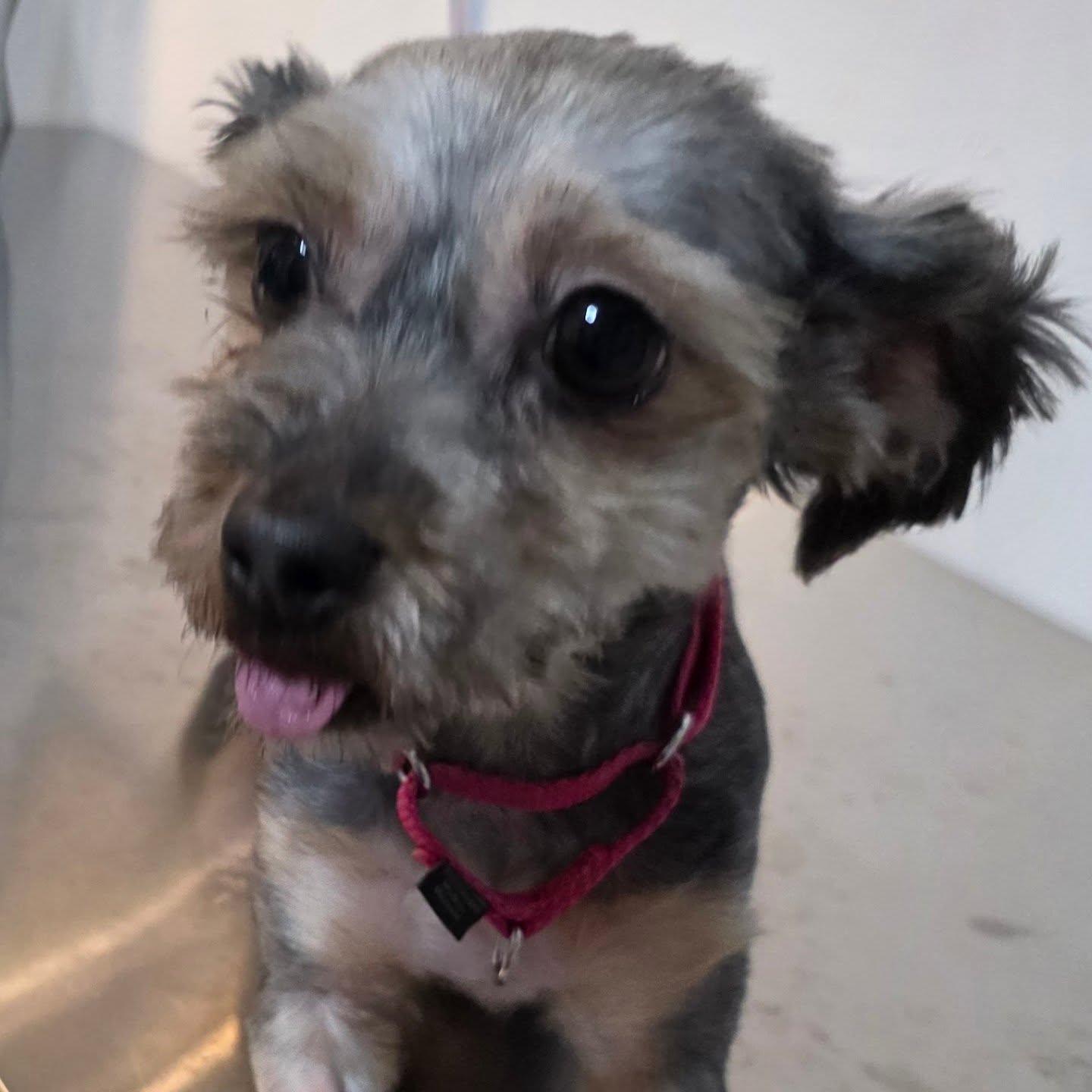 Odie photo 6