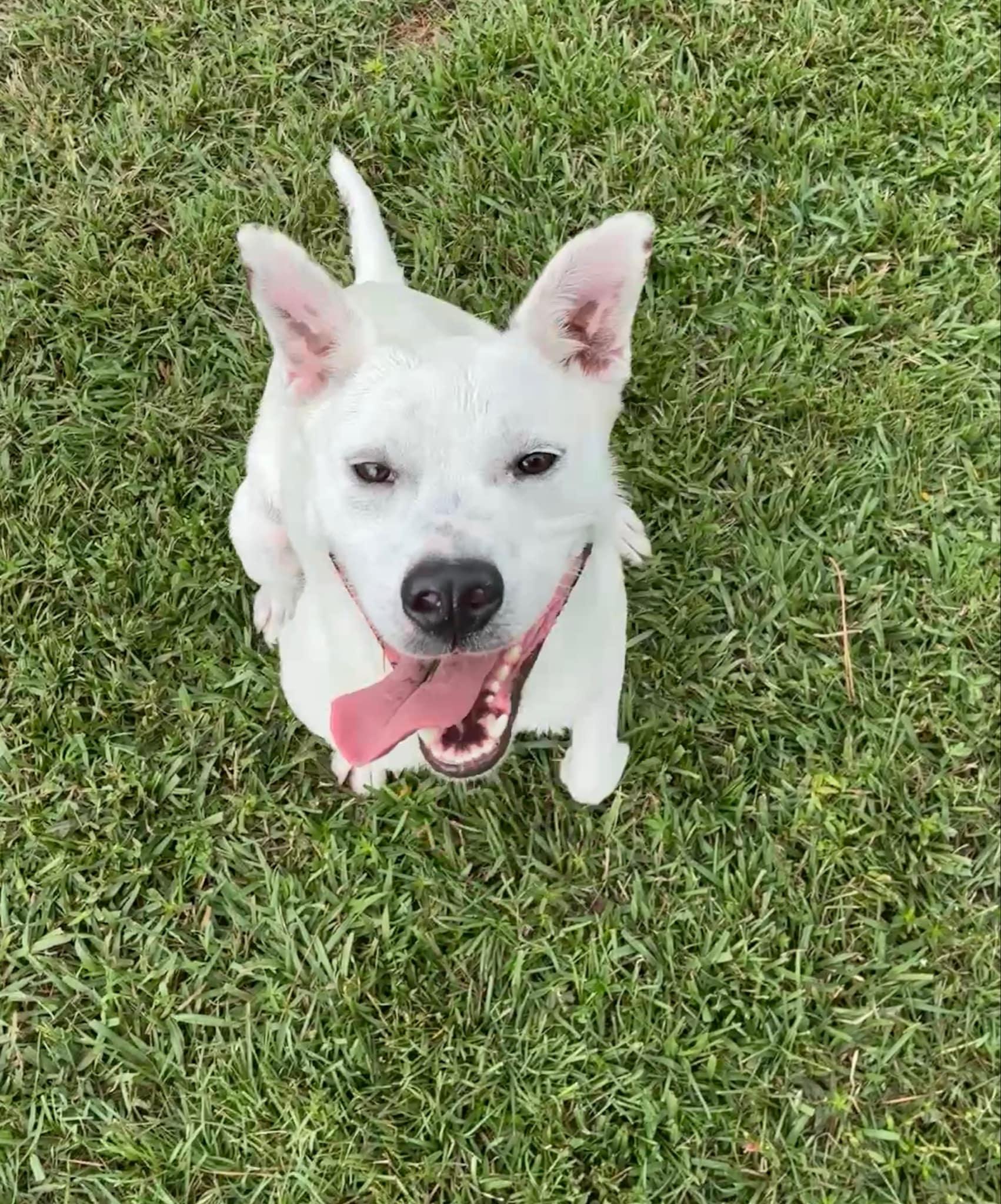 Kaia - in foster home